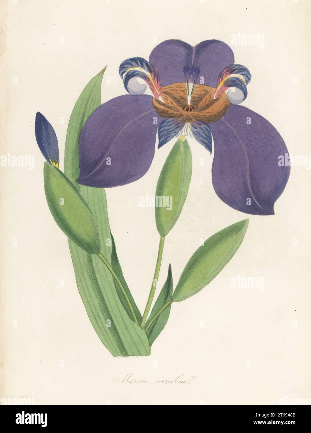 Walking iris, Trimezia coerulea. Native of Brazil, introduced in 1818. Blue marica, Marica caerulea. Handcoloured engraving from Joseph Paxtons Magazine of Botany, and Register of Flowering Plants, Volume 1, Orr and Smith, London, 1834. Stock Photo