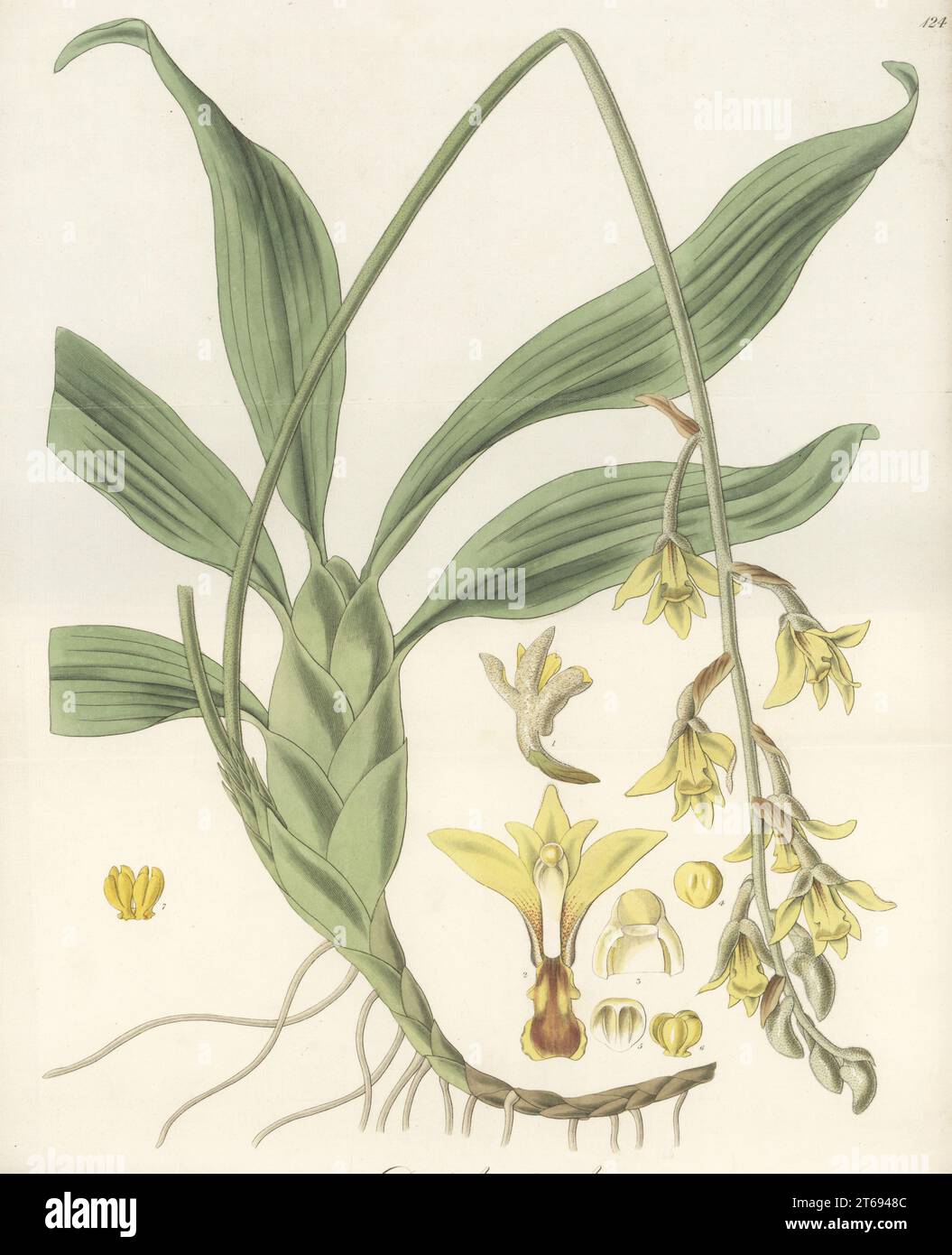 Dendrolirium lasiopetalum or Eria lasiopetala orchid. Native to India, sent from Calcutta by plant hunter Dr. Nathaniel Wallich to Liverpool Botanic Garden in 1820. Downy-flowered dendrobium, Dendrobium pubescens. Handcoloured copperplate engraving by Joseph Swan after a botanical illustration by William Jackson Hooker from his Exotic Flora, William Blackwood, Edinburgh, 1823-27. Stock Photo