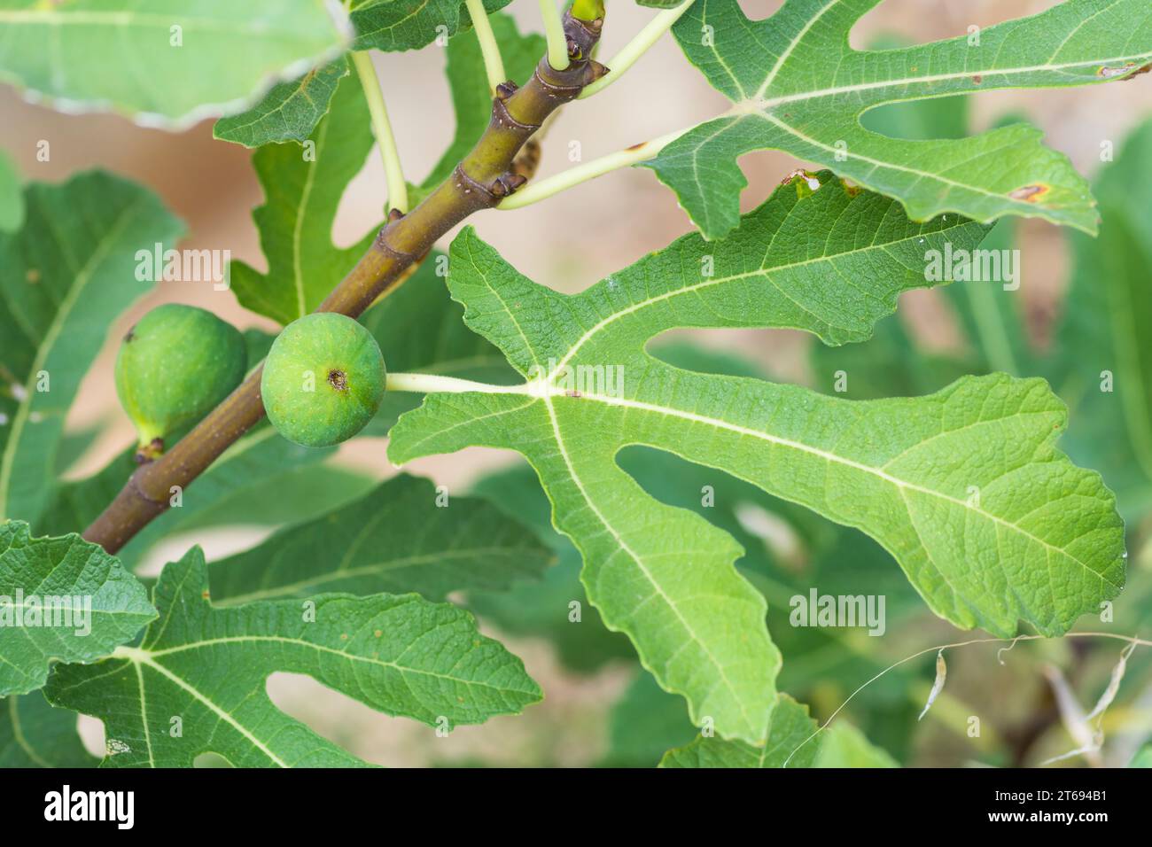 Fruit and leaf of Common Fig tree, Ficus Carica Stock Photo