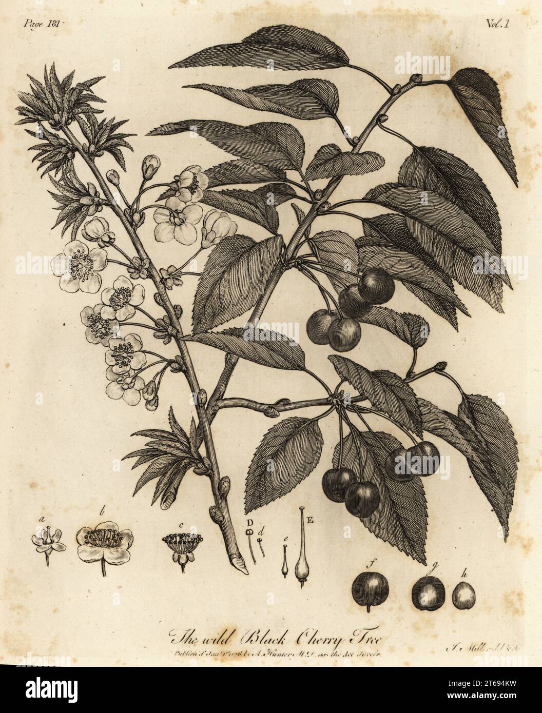 Sour cherry, tart cherry or dwarf cherry, Prunus cerasus. Wild Black Cherry Tree. Copperplate engraving drawn and engraved by John Miller (Johann Sebastian Muller) from John Evelyns Sylva, or A Discourse of Forest Trees and the Propagation of Timer, J. Dodsley, London, 1776. Stock Photo