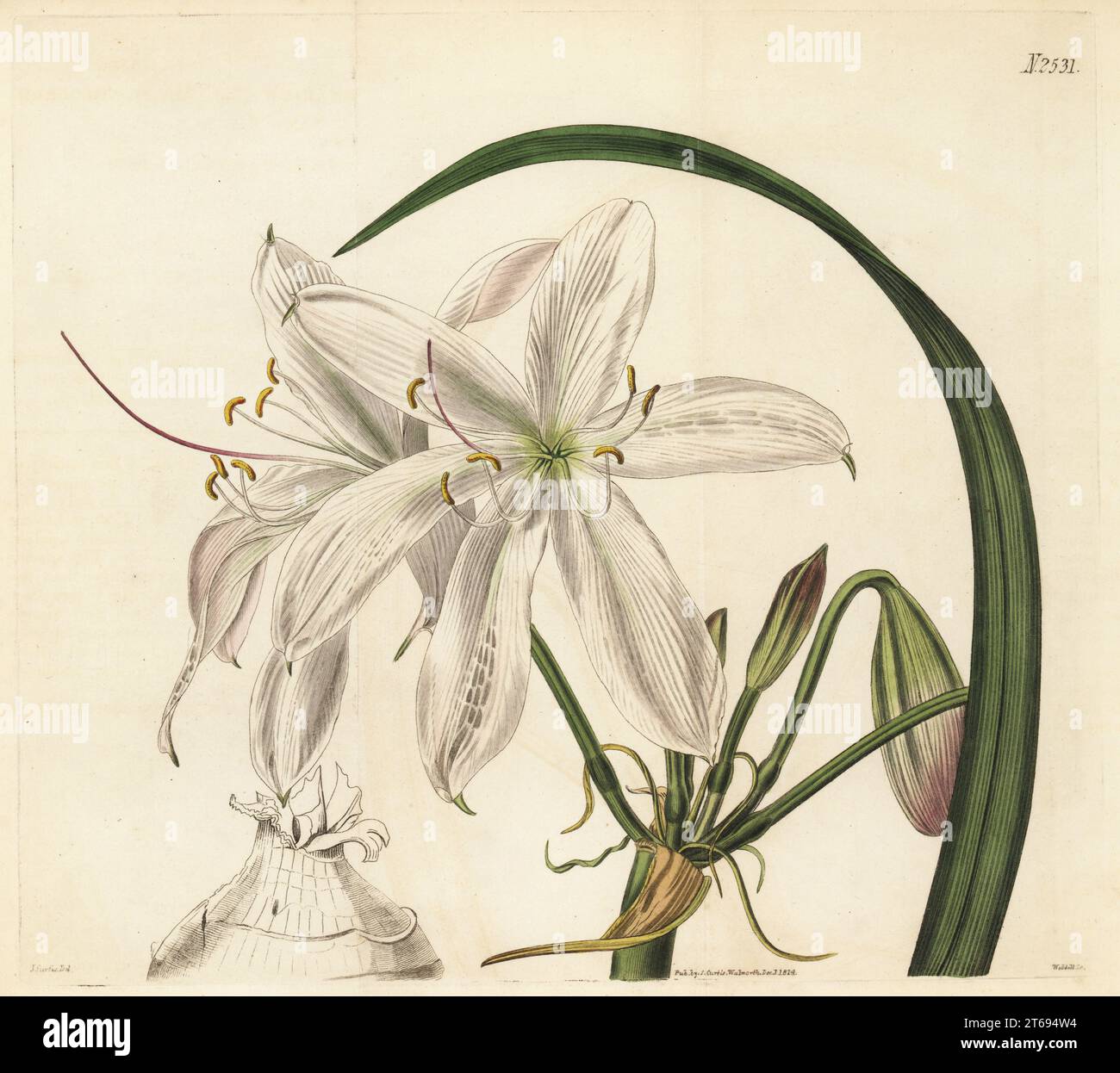 Blush-coloured swamp lily or sand crinum, Crinum arenarium. Native of Australia, drawn at Joseph Knight's Exotic Nursery, King's Road, Chelsea. Handcoloured copperplate engraving by Weddell after a botanical illustration by John Curtis from William Curtis's Botanical Magazine, Samuel Curtis, London, 1824. Stock Photo