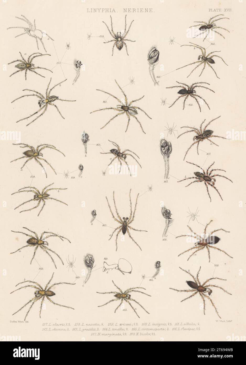 Dwarf spider, Lepthyphantes alacris 157, Linyphia nasata 158, Lepthyphantes ericaeus 159, sheetweb spider, Helophora insignis 160, Neriene peltata 161, Lepthyphantes obscurus 162, Bathyphantes gracilis 163, 165, Kaestneria pullata 164, Lepthyphantes flavipes 166, Neriene clathrata 167, and Centromerita bicolor 168. Handcoloured lithograph by W. West after Tuffen West from John Blackwalls A History of the Spiders of Great Britain and Ireland, Ray Society, London, 1861. Stock Photo