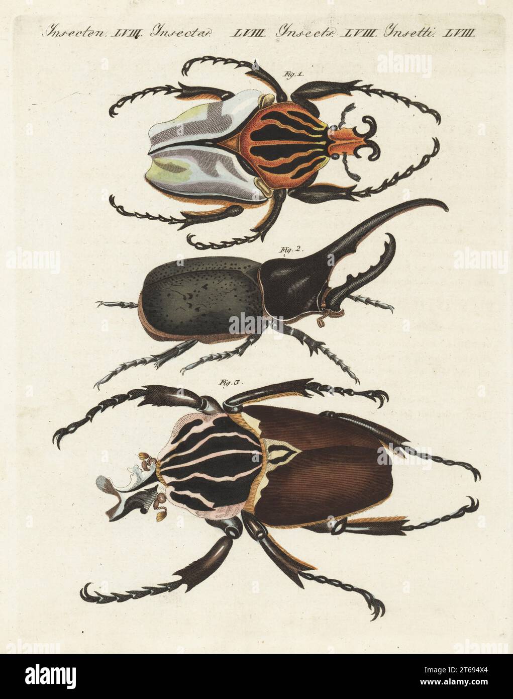 Chief goliath, Goliathus cacicus 1,3, and Hercules beetle, Dynastes hercules 2. Handcoloured copperplate engraving from Carl Bertuch's Bilderbuch fur Kinder (Picture Book for Children), Weimar, 1810. A 12-volume encyclopedia for children illustrated with almost 1,200 engraved plates on natural history, science, costume, mythology, etc., published from 1790-1830. Stock Photo