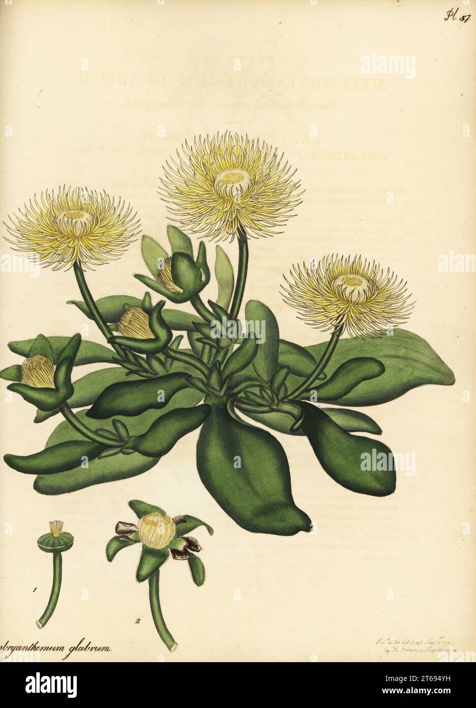 Hymenogyne glabra, native to South Africa. Smooth-leaved annual fig marygold, Mesembryanthemum glabrum. Copperplate engraving drawn, engraved and hand-coloured by Henry Andrews from his Botanical Register, Volume 1, published in London, 1799. Stock Photo