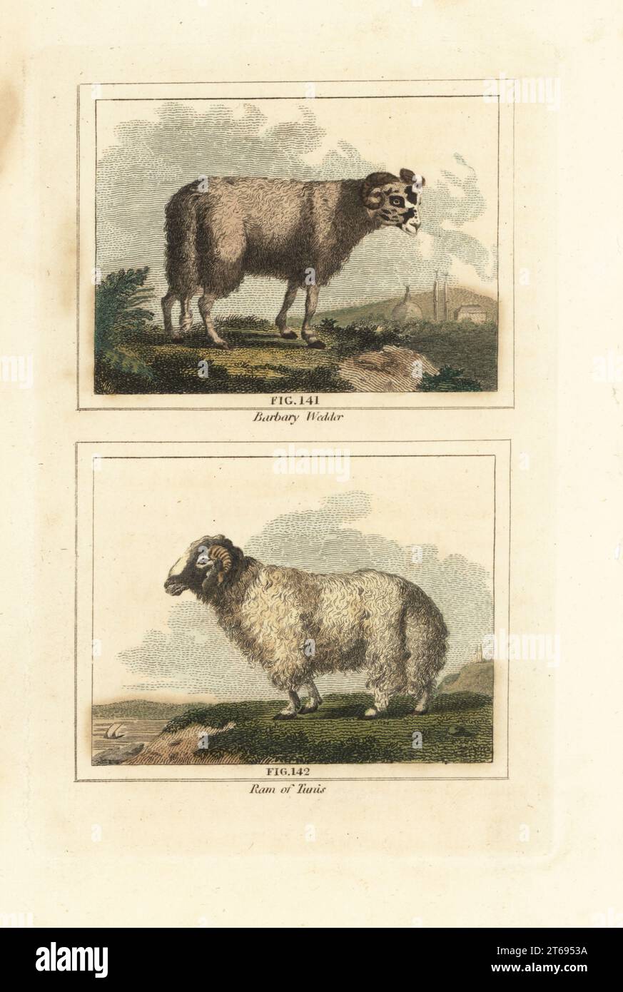 Broad tailed sheep, Ovis aries subsp. laticaudata 141, 142, known as Barbary wedder, and Tunis sheep. Handcoloured copperplate engraving after Jacques de Seve from James Smith Barrs edition of Comte Buffons Natural History, A Theory of the Earth, General History of Man, Brute Creation, Vegetables, Minerals, T. Gillet, H. D. Symonds, Paternoster Row, London, 1807. Stock Photo