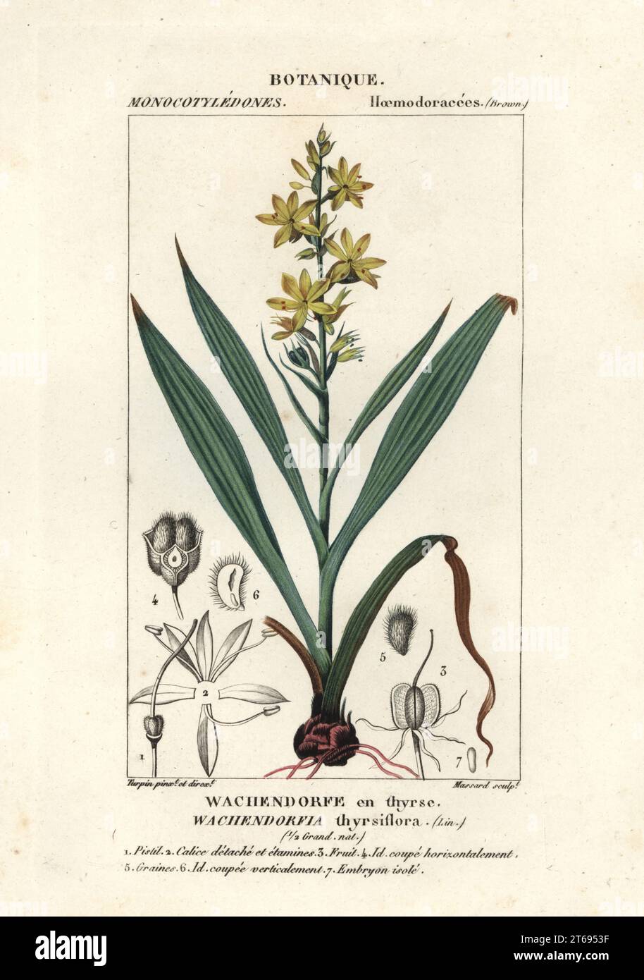 Red root, Wachendorfia thyrsiflora, native to South Africa. Handcoloured copperplate stipple engraving from Antoine Laurent de Jussieu's Dizionario delle Scienze Naturali, Dictionary of Natural Science, Florence, Italy, 1837. Illustration engraved by Massard, drawn and directed by Pierre Jean-Francois Turpin, and published by Batelli e Figli. Turpin (1775-1840) is considered one of the greatest French botanical illustrators of the 19th century. Stock Photo