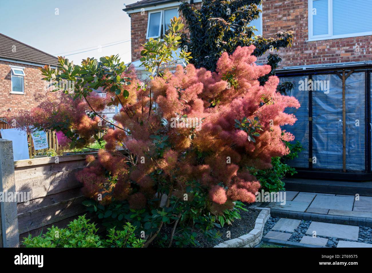 Cotinus 'Candy Floss' tree in bloom, Manchester, UK.  Also known as the 'smoke bush' or smokewood. Stock Photo