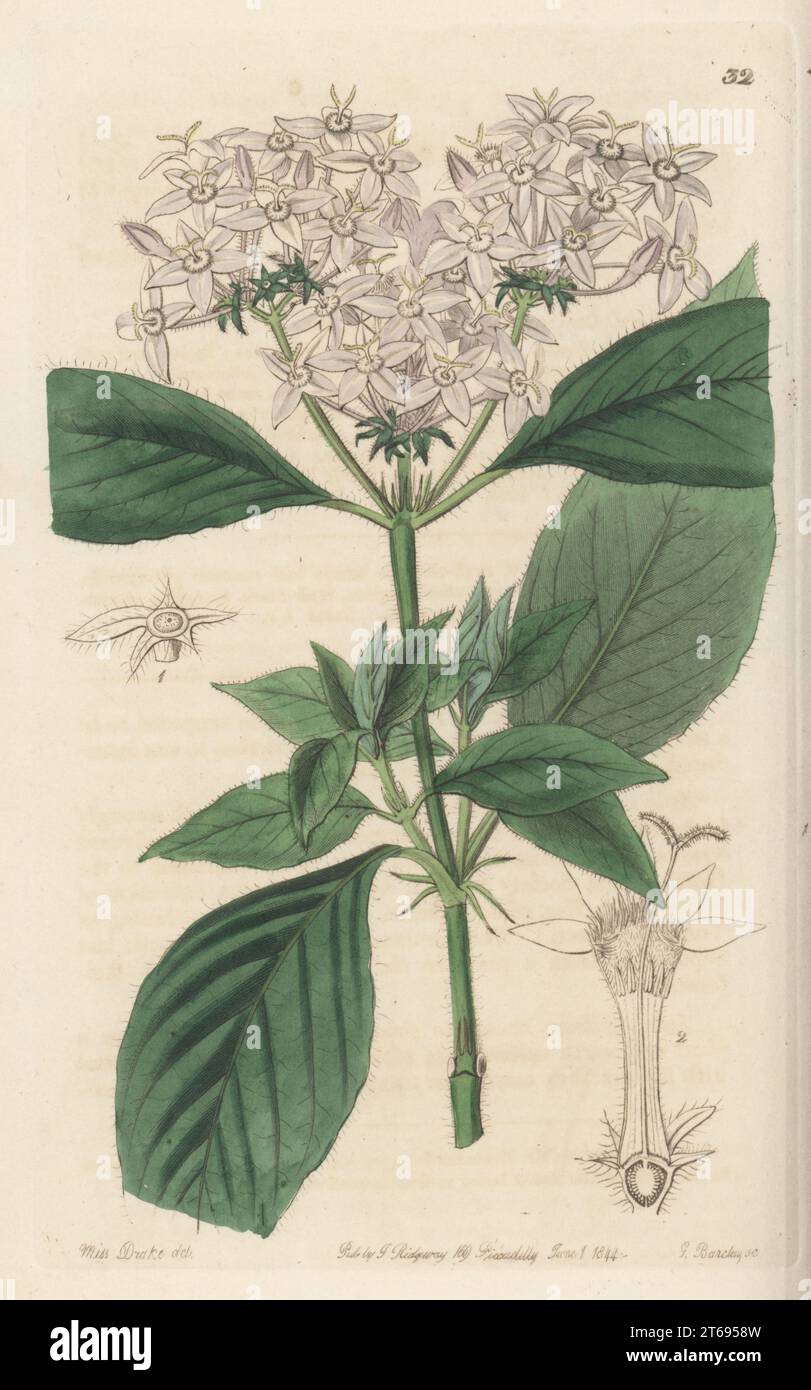 Egyptian starcluster, Pentas lanceolata subsp. cymosa. Introduced from Africa by Jacob Makoy of Liege. Flesh-coloured pentas, Pentas carnea. Handcoloured copperplate engraving by George Barclay after a botanical illustration by Sarah Drake from Edwards Botanical Register, continued by John Lindley, published by James Ridgway, London, 1844. Stock Photo