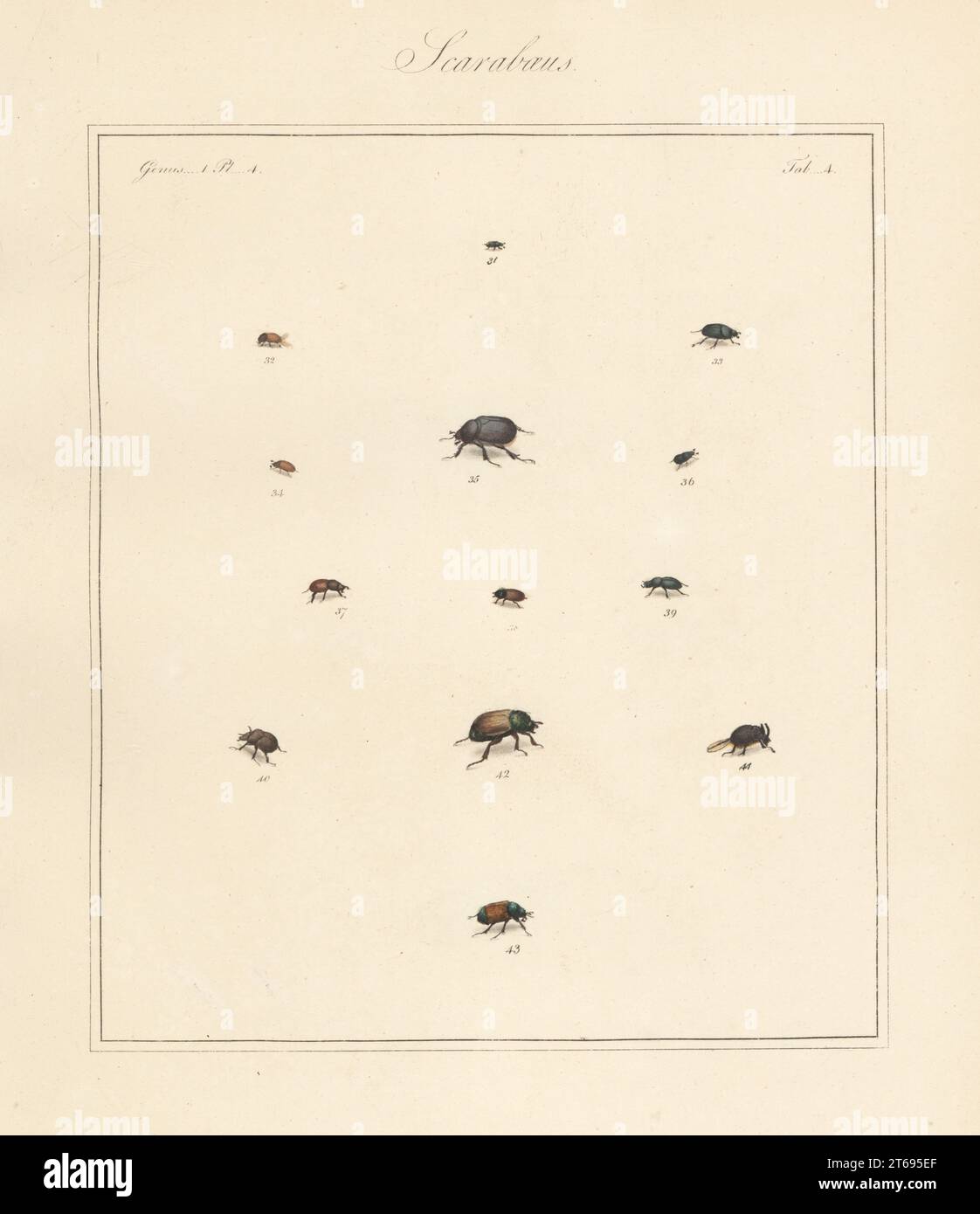 Species of scarab beetles. Bloody small dung beetle, Otophorus haemorrhoidalis 31, subterranean small dung beetle, Eupleurus subterraneus 33, Esymus merdarius 34, N.S. 35, 38, Onthophagus ovatus 36, erratic small dung beetle, Colobopterus erraticus 37, Diplognatha gagates 39, Odonteus armiger 40,41, Anomala dubia subsp. dubia 42, and garden chafer, Phyllopertha horticola 43. Handcoloured copperplate engraving from Thomas Martyns The English Entomologist, Exhibiting all the Coleopterous Insects found in England, Academy for Illustrating and Painting Natural History, London, 1792. Stock Photo