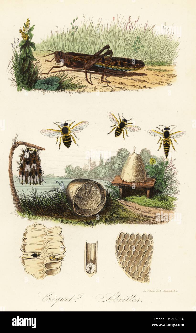 European field cricket, Gryllus campestris, and European honey bee, Apis mellifera, queen, worker and drone, hive, honeycomb, swarm, etc. Criquet, Abeilles. Handcoloured steel engraving printed by F. Chardon from Achille Comtes Musee dHistoire Naturelle, Museum of Natural History, Gustave Hazard, Paris, 1854. Stock Photo
