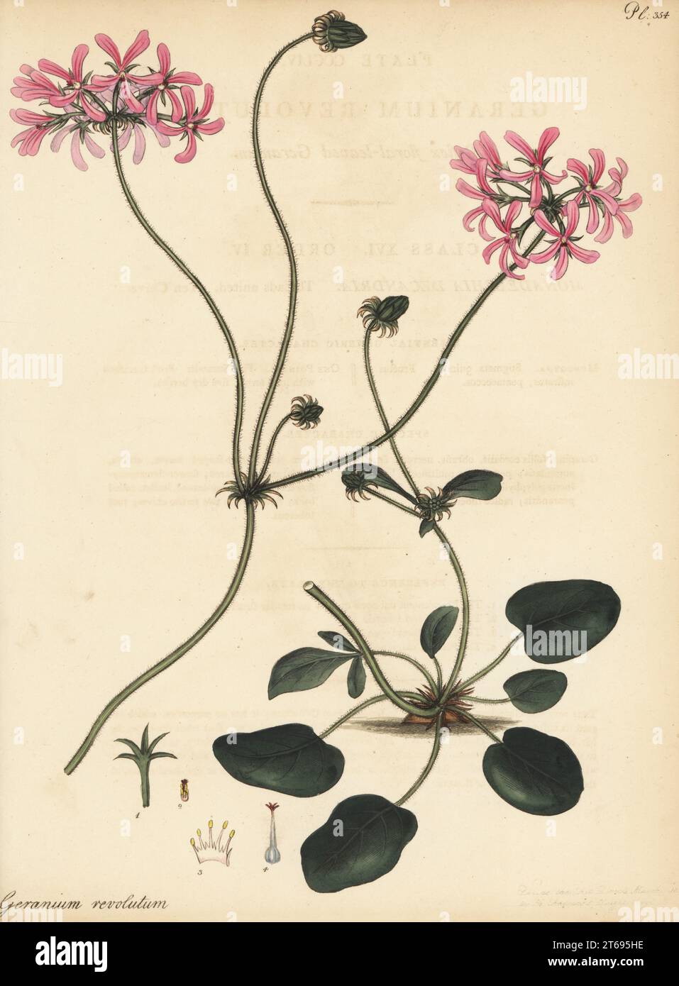 Pelargonium chelidonium. Reflex floral-leaved geranium, Geranium revolutum. From the Cape, South Africa, in the Clapham Collection. Copperplate engraving drawn, engraved and hand-coloured by Henry Andrews from his Botanical Register, Volume 5, self-published in Knightsbridge, London, 1804. Stock Photo