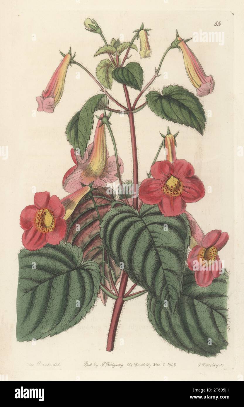 Magic flowers, widow's tears, Cupid's bower, or hot water plant, Achimenes skinneri. Imported from Guatemala, and raised by Mr Henderson of the Pine Apple Place Nursery. Native to Mexico and Central America. Hairy achimenes, Achimenes hirsuta. Handcoloured copperplate engraving by George Barclay after a botanical illustration by Sarah Drake from Edwards Botanical Register, continued by John Lindley, published by James Ridgway, London, 1843. Stock Photo