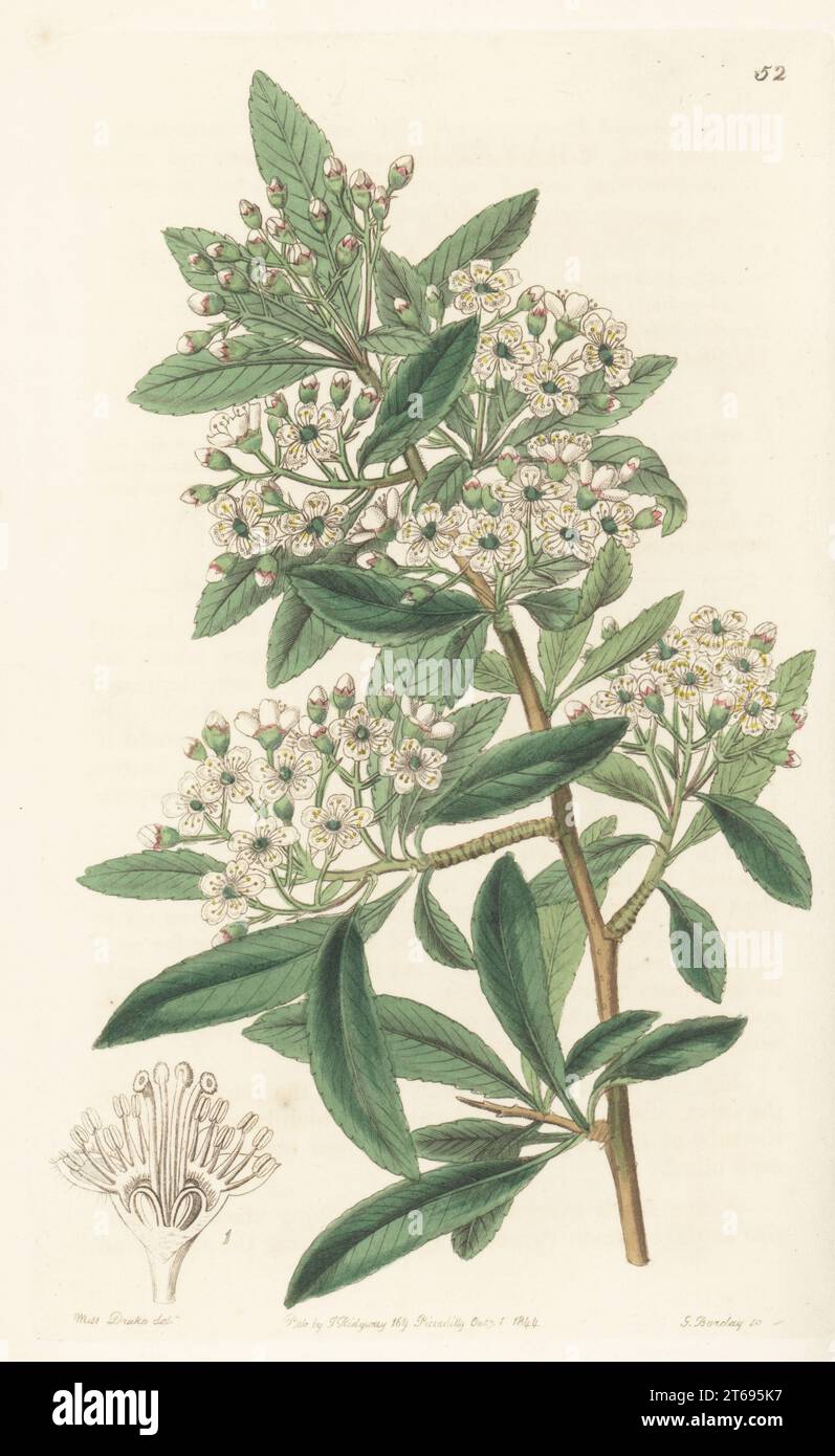 Nepalese firethorn, Nepal firethorn or Himalayan firethorn, Pyracantha crenulata. Sent from Nepal to Scottish botanist Dr William Roxburgh who grew it in the Calcutta Botanical Gardens. Indian pyracantha, Crataegus crenulata. Handcoloured copperplate engraving by George Barclay after a botanical illustration by Sarah Drake from Edwards Botanical Register, continued by John Lindley, published by James Ridgway, London, 1844. Stock Photo