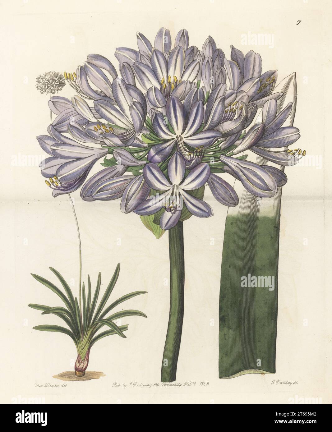 Agapanthus, blue lily or African lily, Agapanthus praecox subsp. orientalis. Native to Kwa-Zulu Natal and Western Cape, South Africa. Large-flowered African blue lily, Agapanthus umbellatus var. maximus. Handcoloured copperplate engraving by George Barclay after a botanical illustration by Sarah Drake from Edwards Botanical Register, continued by John Lindley, published by James Ridgway, London, 1843. Stock Photo