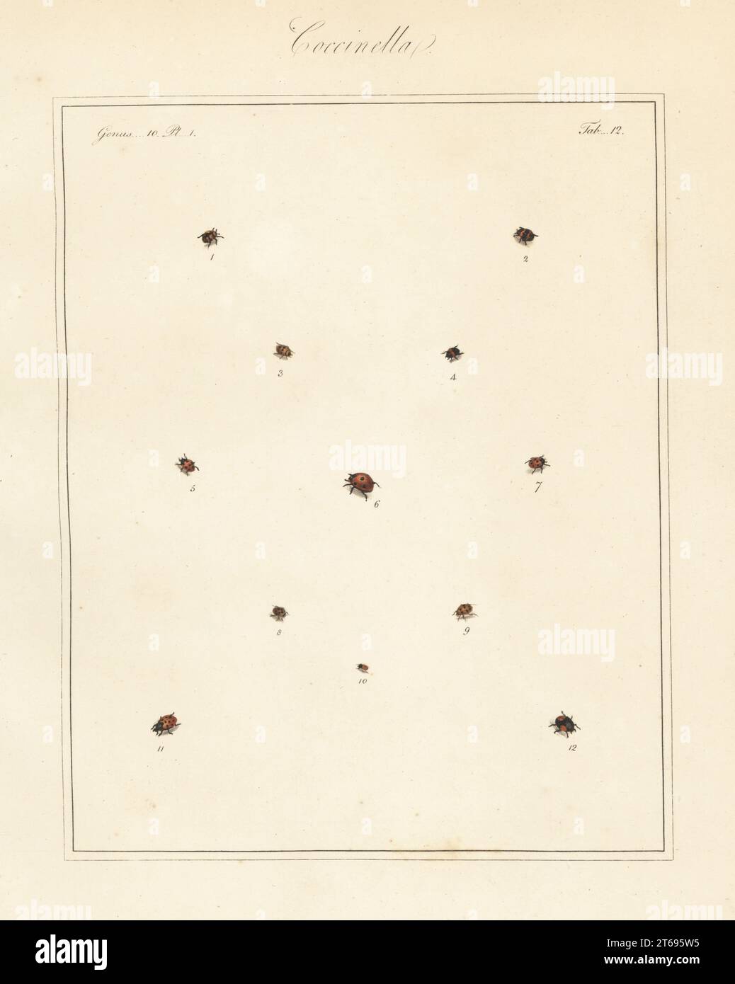 Species of ladybirds or ladybugs. Ten-spotted ladybird, Adalia decempunctata 1,2, 11-spotted ladybird, Coccinella undecimpunctata 3,5,7, kidney-spot ladybird, Chilocorus renipustulatus 4, seven-spot, Coccinella septempunctata 6, 24-spot, Subcoccinella vigintiquatuorpunctata 8, 13-spot, Hippodamia tredecimpunctata 9, water scavenger, Cercyon unipunctatus 10, and pine ladybird, Exochomus quadripustulatus 12. Handcoloured copperplate engraving from Thomas Martyns The English Entomologist, Exhibiting all the Coleopterous Insects found in England, Academy for Illustrating and Painting Natural Histo Stock Photo
