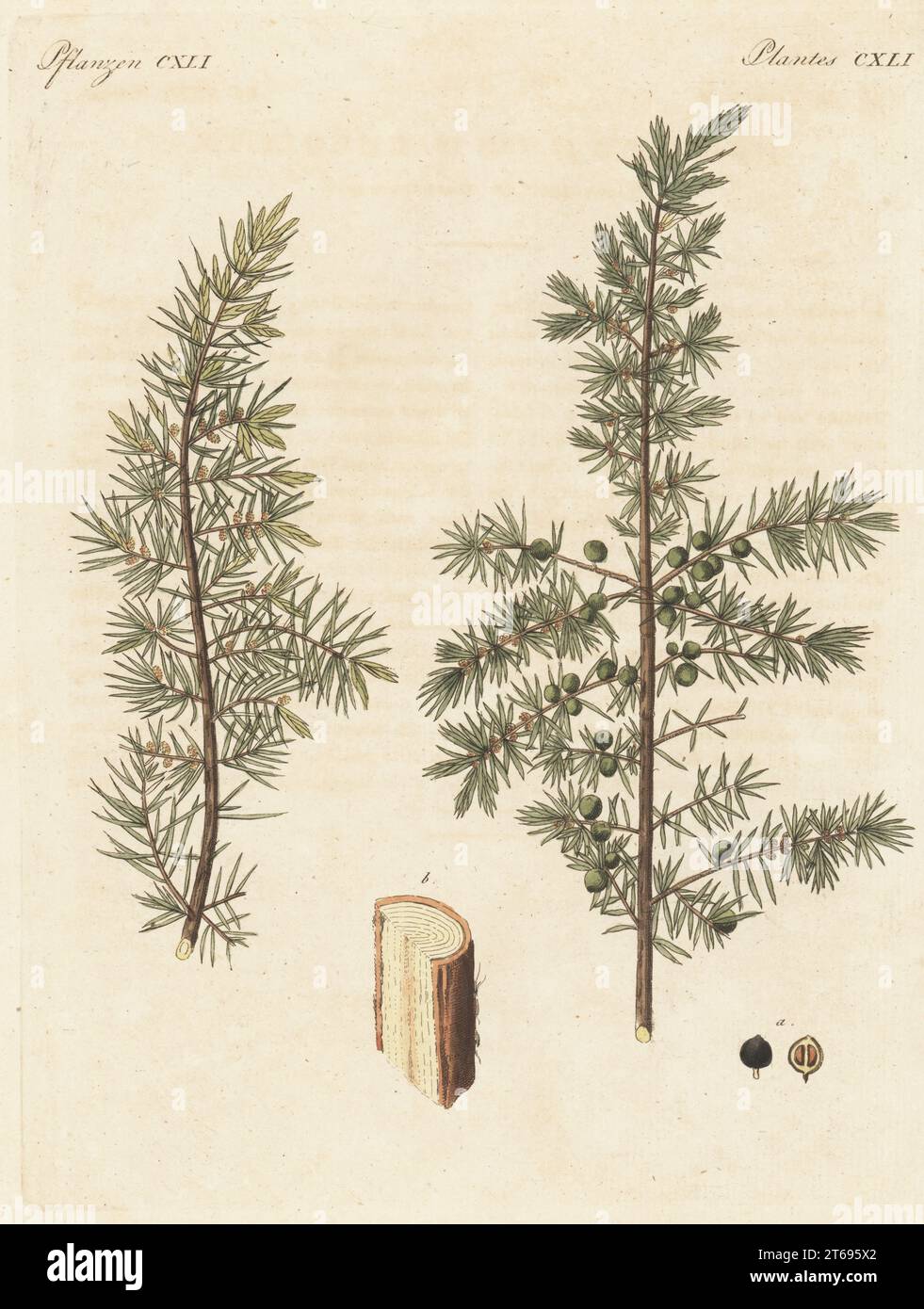 Juniper tree, Juniperus communis. Branch with berries, leaves, section