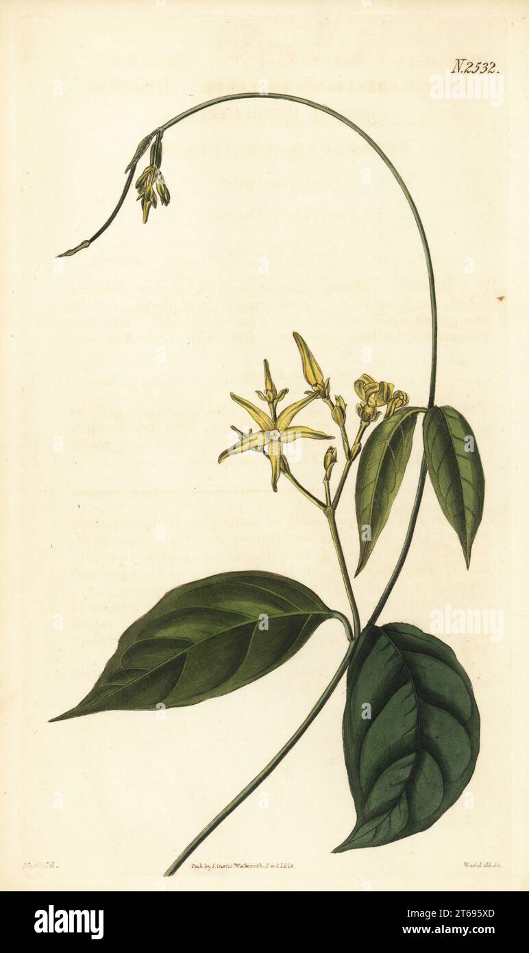 Cryptolepis sanguinolenta. Bloody-juiced pergularia, Pergularia sanguinolenta. Brought by plant hunter George Don from Sierra Leone, drawn at the Chiswick gardens of the Horticultural Society. Handcoloured copperplate engraving by Weddell after a botanical illustration by John Curtis from William Curtis's Botanical Magazine, Samuel Curtis, London, 1824. Stock Photo