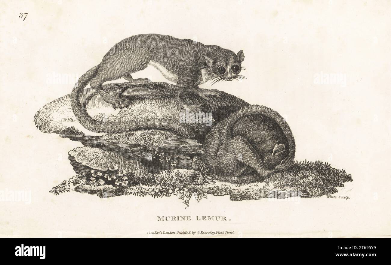 Gray mouse lemur, Microcebus murinus. Murine lemur, Lemur murinus. After an illustration by Peter Brown in New Illustrations of Zoology, 1776. Copperplate engraving by White from George Shaws General Zoology: Mammalia, G. Kearsley, Fleet Street, London, 1800. Stock Photo