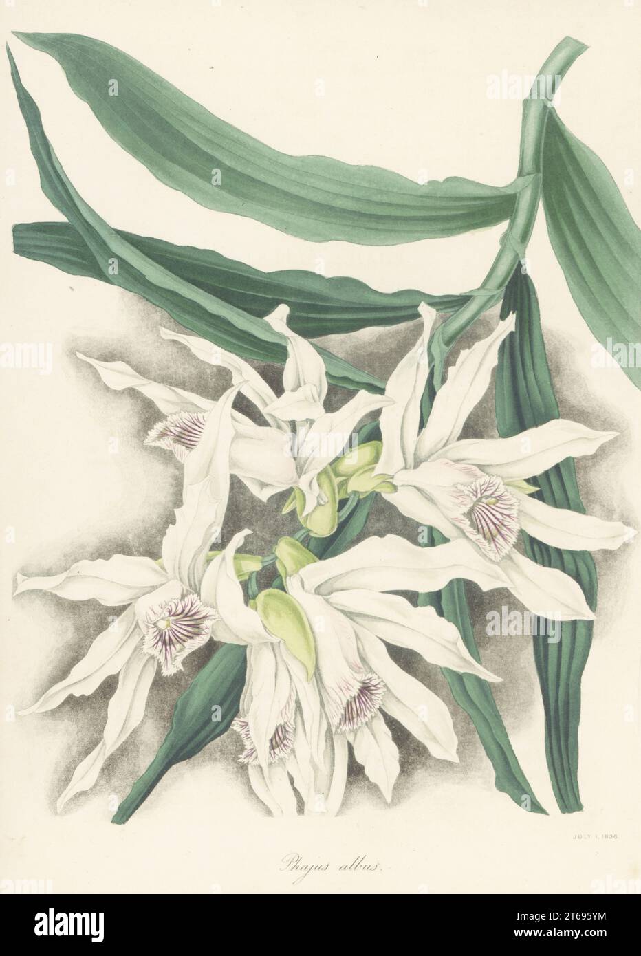 Thunia alba orchid. Native to southeast Asia, imported from Silhet by plant collectors for the Duke of Devonshire. White-flowered phajus, Phajus albus. Handcoloured lithograph from Joseph Paxtons Magazine of Botany, and Register of Flowering Plants, Volume 5, Orr and Smith, London, 1838. Stock Photo