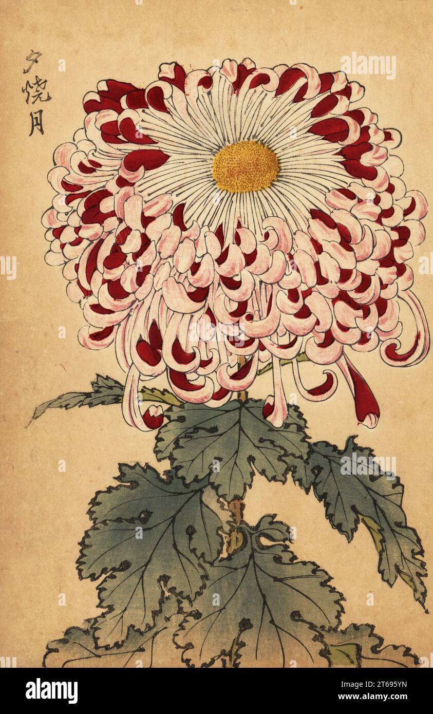 Hybrid crimson and white spoon chrysanthemum, Chrysanthemum indicum ...