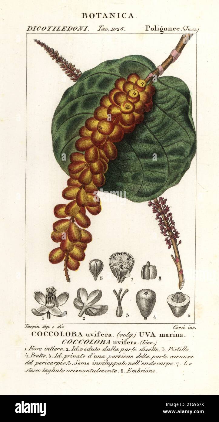 Seagrape or baygrape, Coccoloba uvifera, Uva marina. Handcoloured copperplate stipple engraving from Antoine Laurent de Jussieu's Dizionario delle Scienze Naturali, Dictionary of Natural Science, Florence, Italy, 1837. Illustration engraved by Corsi, drawn and directed by Pierre Jean-Francois Turpin, and published by Batelli e Figli. Turpin (1775-1840) is considered one of the greatest French botanical illustrators of the 19th century. Stock Photo