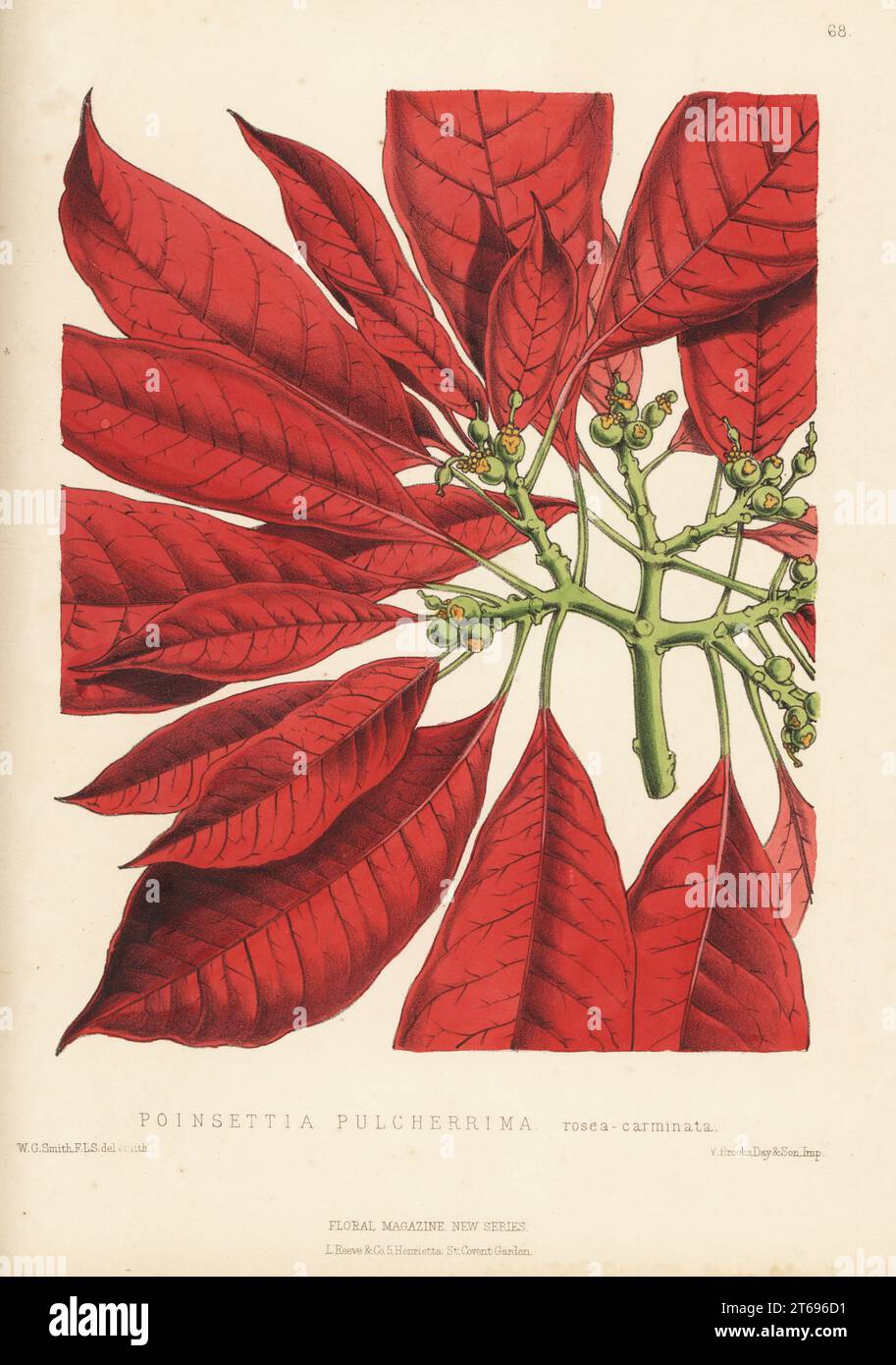 Poinsettia, Euphorbia pulcherrima. As Poinsettia pulcherrima rosea-carminata, from William Bull's nursery, King's Road, Chelsea. Handcolored botanical illustration drawn and lithographed by Worthington George Smith from Henry Honywood Dombrain's Floral Magazine, New Series, Volume 2, L. Reeve, London, 1873. Lithograph printed by Vincent Brooks, Day & Son. Stock Photo