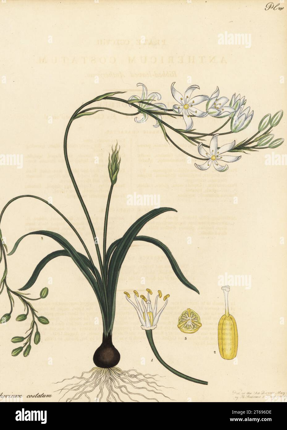 Ribbed-leaved anthericum, Anthericum costatum. From the Cape of Good Hope, South Africa, in the George Hibbert collection. Copperplate engraving drawn, engraved and hand-coloured by Henry Andrews from his Botanical Register, Volume 5, self-published in Knightsbridge, London, 1803. Stock Photo