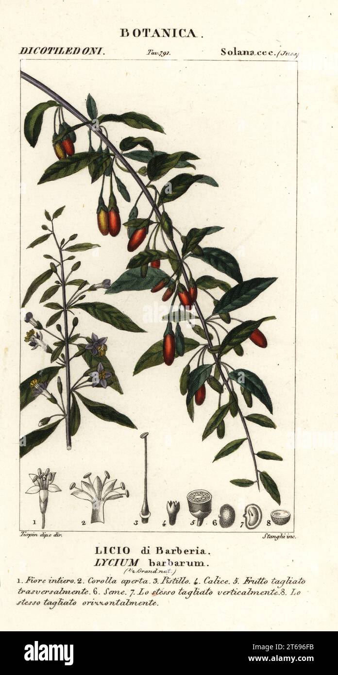 Himalayan Goji Berry Lycium Barbarum Licio Di Barberia Handcoloured himalayan-goji-berry-lycium-barbarum-licio-di-barberia-handcoloured
