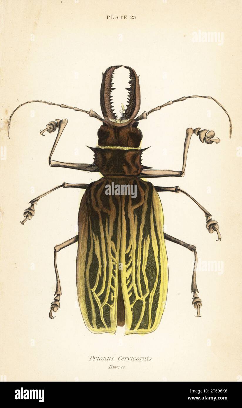 Sabertooth longhorn beetle, Macrodontia cervicornis (Prionus