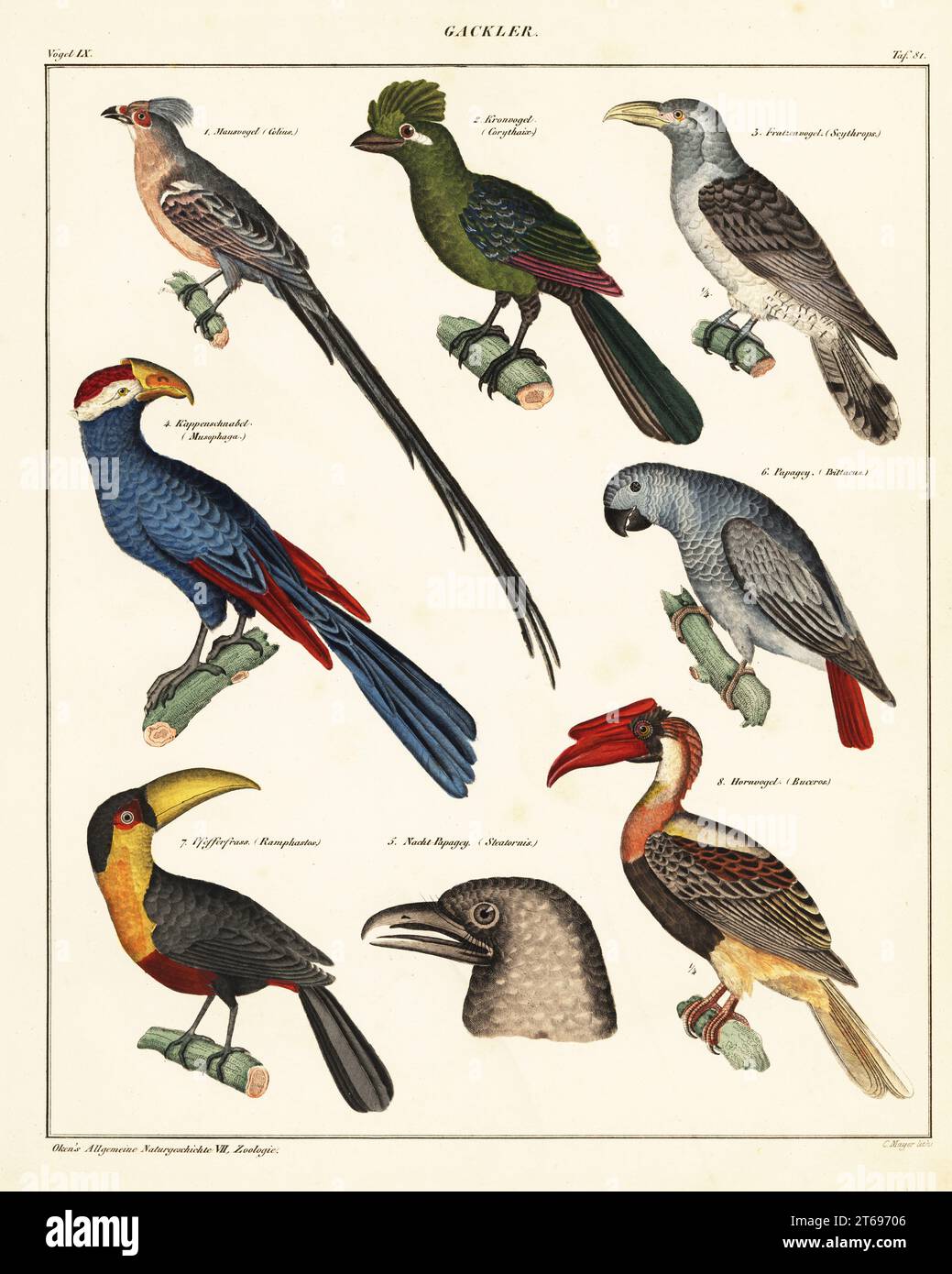 Varieties of birds. Gackler. 1 Mousebird, Colius colius, Mausvogel, 2 Knysna turaco, Tauraco corythaix, Kronvogel, 3 channel-billed cuckoo, Scythrops novaehollandiae, Fratzenvogel, 4 Lady Ross's turaco, Tauraco rossae, Kappenschnabel, 5 oilbird, Steatornis caripensis, Nacht-Papagey, 6 endangered Congo grey parrot, Psittacus erithacus, Papagey, 7 green-billed toucan, Ramphastos dicolorus, Pfefferfrass, 8 rufous hornbill, Buceros hydrocorax, Hornvogel. Handcoloured lithograph by C. Mayer from Lorenz Oken's Universal Natural History, Allgemeine Naturgeschichte fur alle Stande, Stuttgart, 1841. Stock Photo