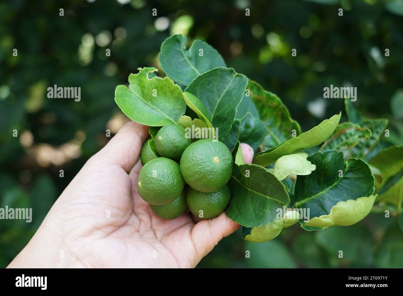 Hand holding a bunch of lemons on tree in the garden to inspections. Stock Photo