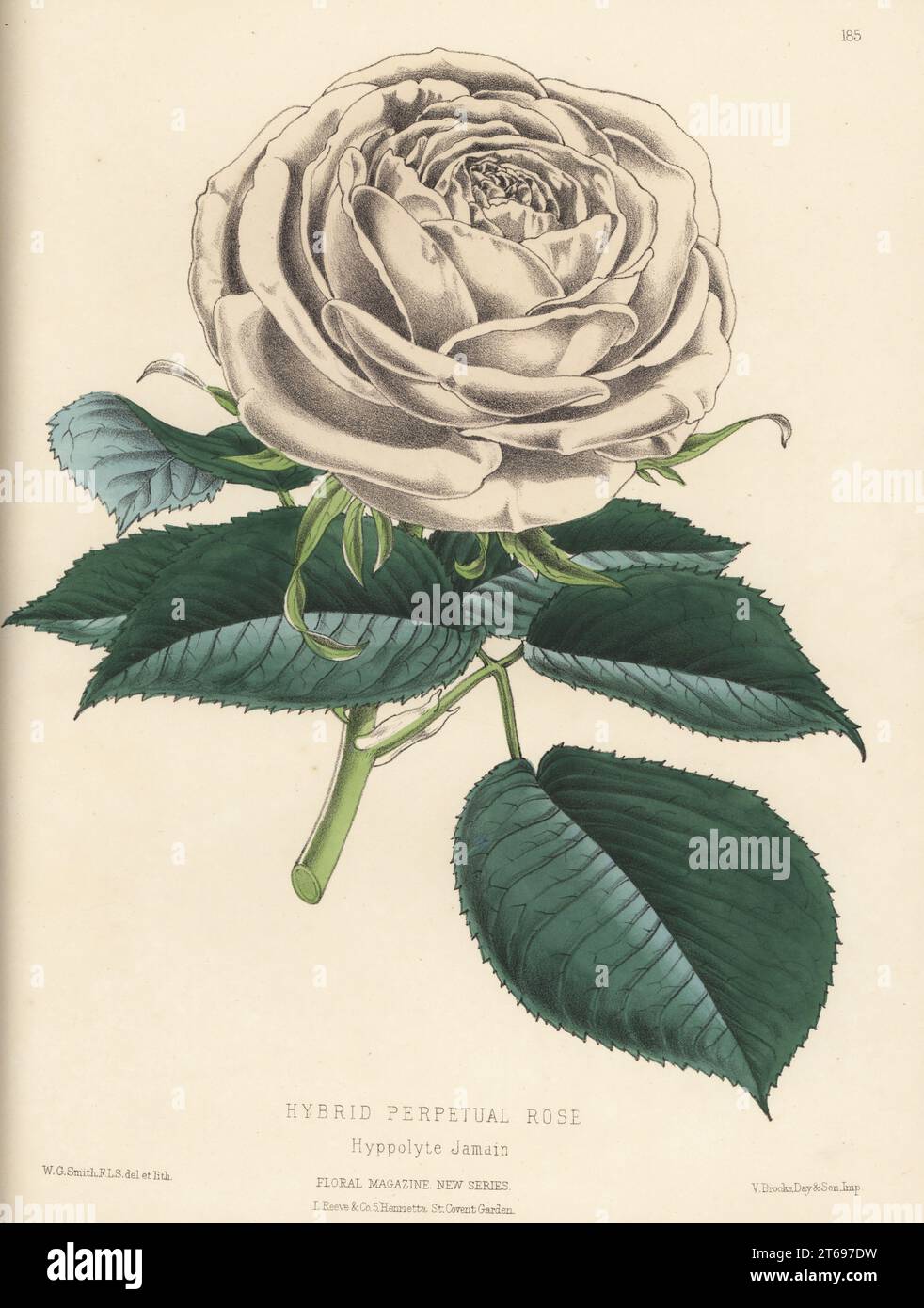 Hybrid perpetual rose, Hyppolyte Jamain. Grown by Henry Bennett, Manor Farm Nursery, originally raised by Francois Lacharme. Handcolored botanical illustration drawn and lithographed by Worthington George Smith from Henry Honywood Dombrain's Floral Magazine, New Series, Volume 4, L. Reeve, London, 1875. Lithograph printed by Vincent Brooks, Day & Son. Stock Photo