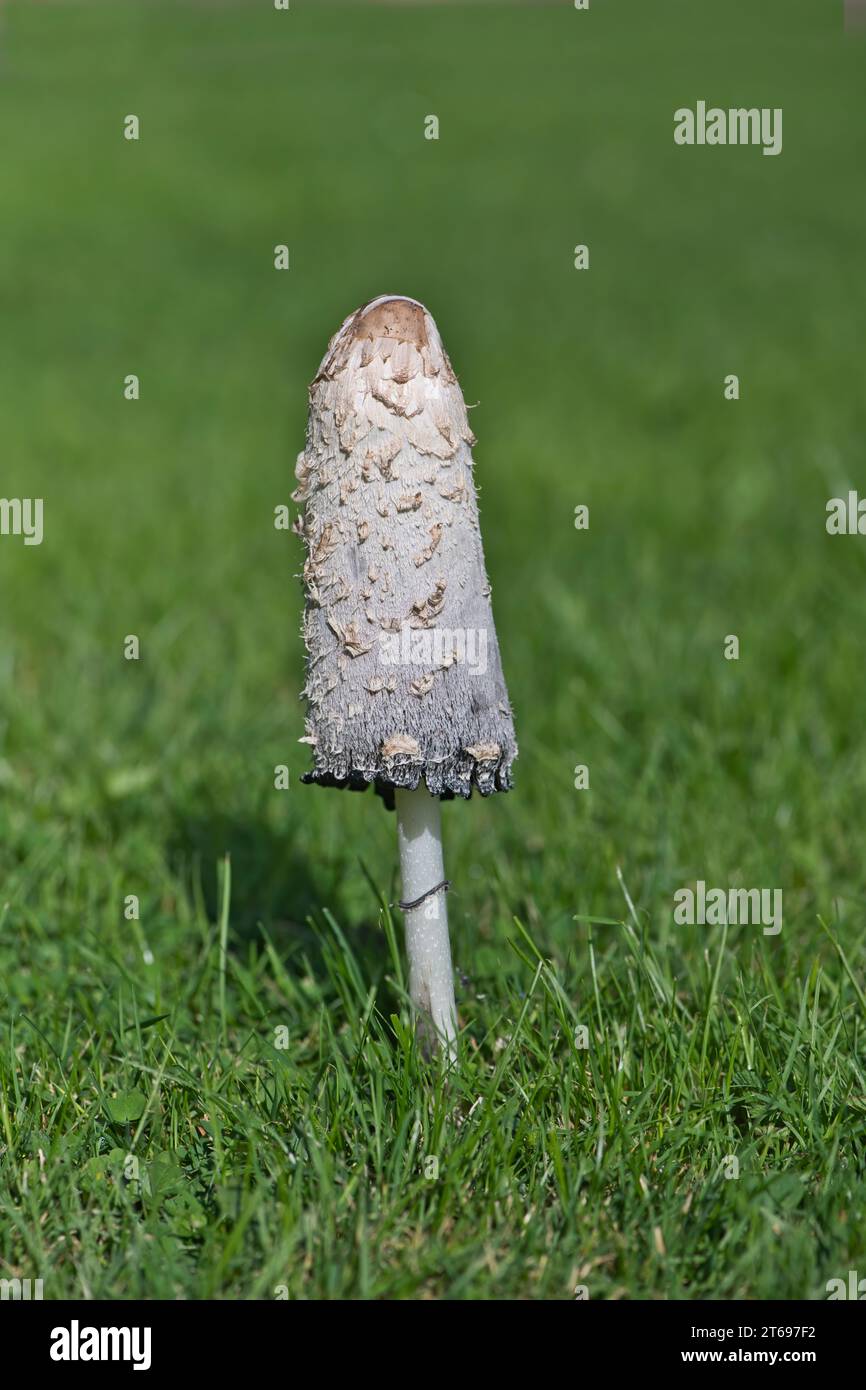 Shaggy inkcap (Coprinus comatus), also known as Lawyer's Wig, growing in a garden lawn Stock Photo