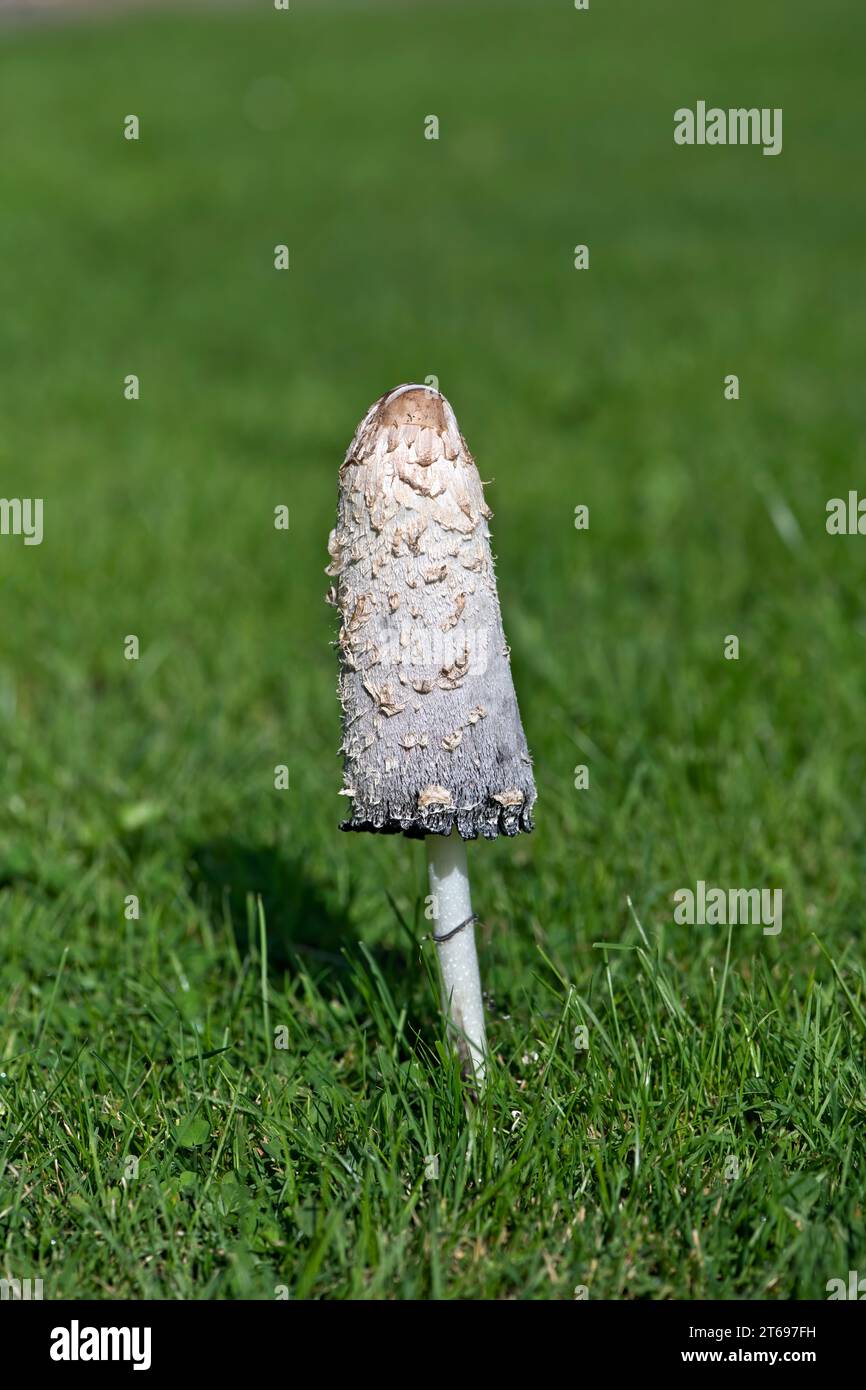 Shaggy inkcap (Coprinus comatus), also known as Lawyer's Wig, growing in a garden lawn Stock Photo