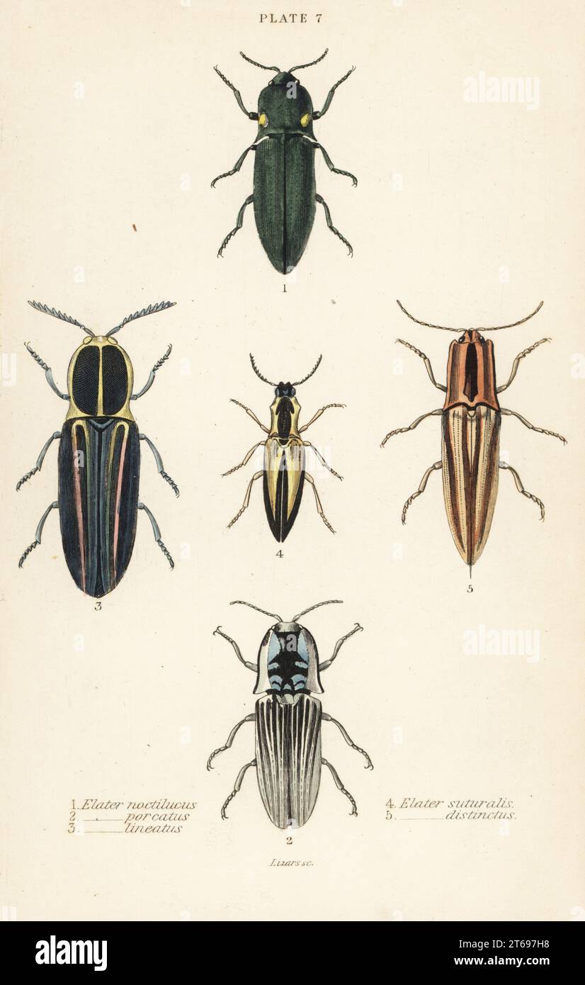 Click beetle: Headlight elater, Pyrophorus noctilucus 1, Chalcolepidius porcatus 2, lined click beetle, Agriotes lineatus 3, Elater suturalis 4, and Semiotus distinctus 5. Handcoloured steel engraving by William Lizars from James Duncans Natural History of Beetles, in Sir William Jardines Naturalists Library, W.H, Lizars, Edinburgh, 1835. James Duncan was a Scottish zoologist and entomologist 1804-1861. Stock Photo
