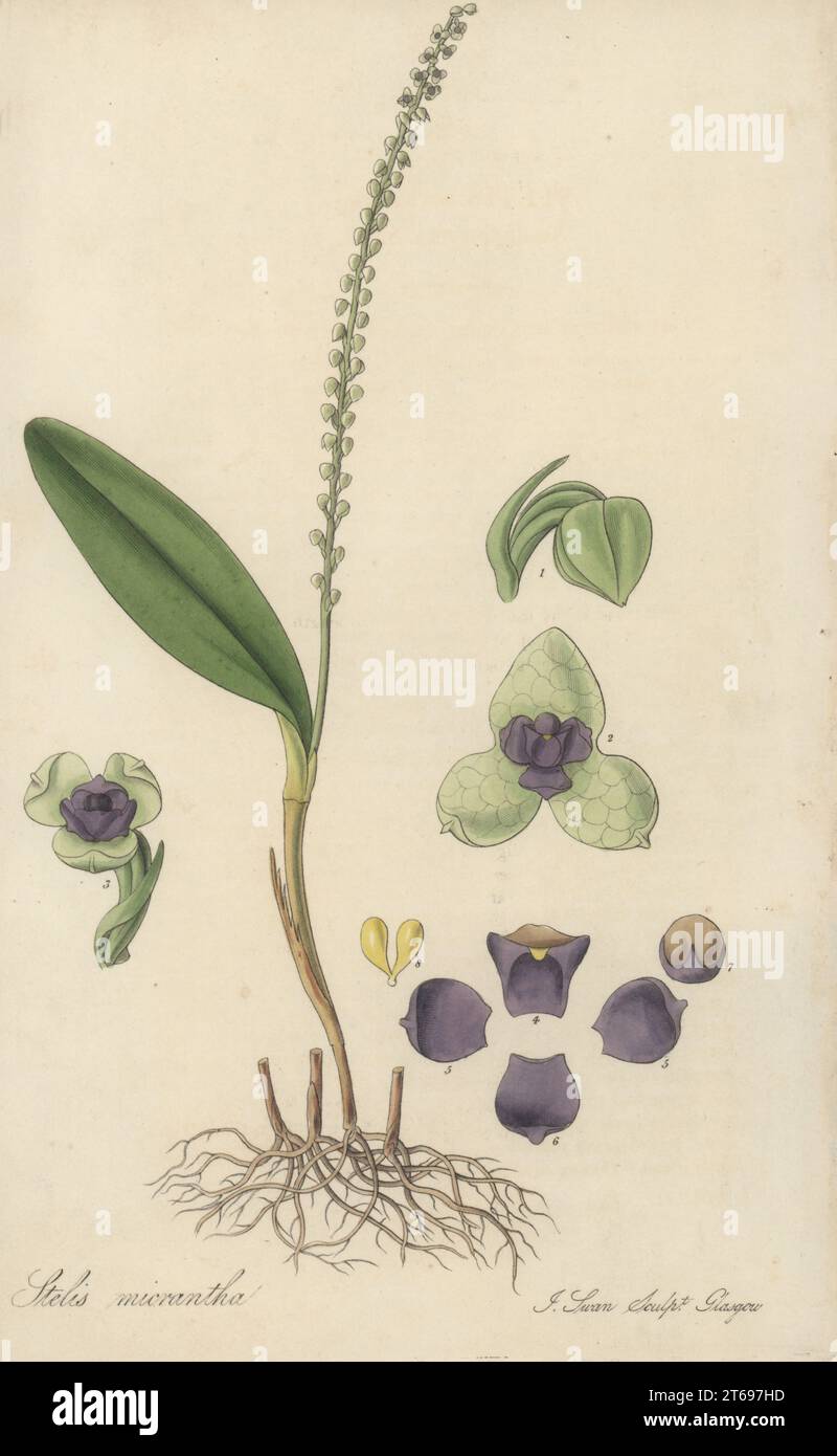 Stelis micrantha orchid. Native to Jamaica, described and figured by botanist Sir James Edward Smith. Small-flowered stetis, Stetis micrantha (sic). Handcoloured copperplate engraving by Joseph Swan after a botanical illustration by William Jackson Hooker from his Exotic Flora, William Blackwood, Edinburgh, 1827. Stock Photo