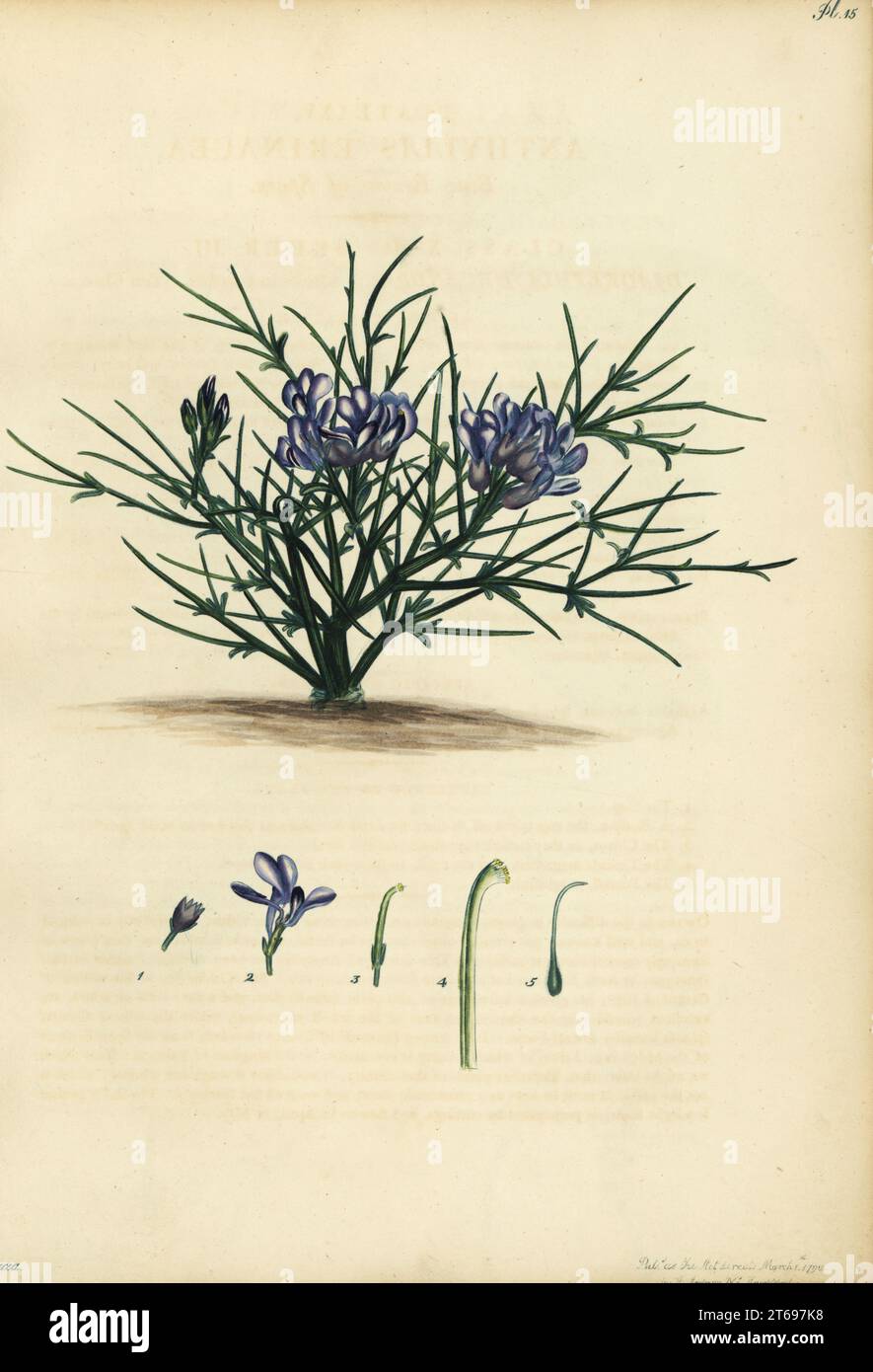 Erinacea erinacea. Blue broom of Spain, Anthyllis erinacea. Copperplate engraving drawn, engraved and hand-coloured by Henry Andrews from his Botanical Register, Volume 1, published in London, 1799. Stock Photo