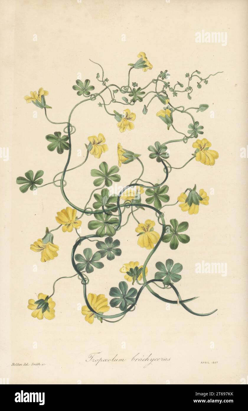 Short-spurred tropaeolum, Tropaeolum brachyceras. Sent by Miss A.G. Reinagle who received it from her niece, most likely collected in Valparaiso, Chile. Handcoloured engraving by Frederick William Smith after a botanical illustration by Samuel Holden from Joseph Paxtons Magazine of Botany, and Register of Flowering Plants, Volume 4, Orr and Smith, London, 1837. Stock Photo