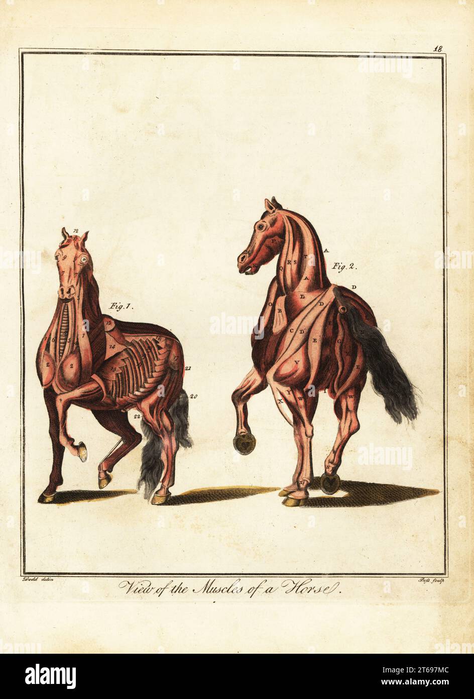 Musculature of a horse. View of the muscles of a horse. Par mastoideum, par trigeminum, par triangulare, windpipe, par longum, philtrum, cucullaris, deltoides, pectorals, serratus posticus, buttocks., etc. Handcoloured copperplate engraving by J. Pass after an illustration by Daniel Dodd from William Augustus Osbaldistons The British Sportsman, or Nobleman, Gentleman and Farmers Dictionary of Recreation and Amusement, J. Stead, London, 1792. Stock Photo