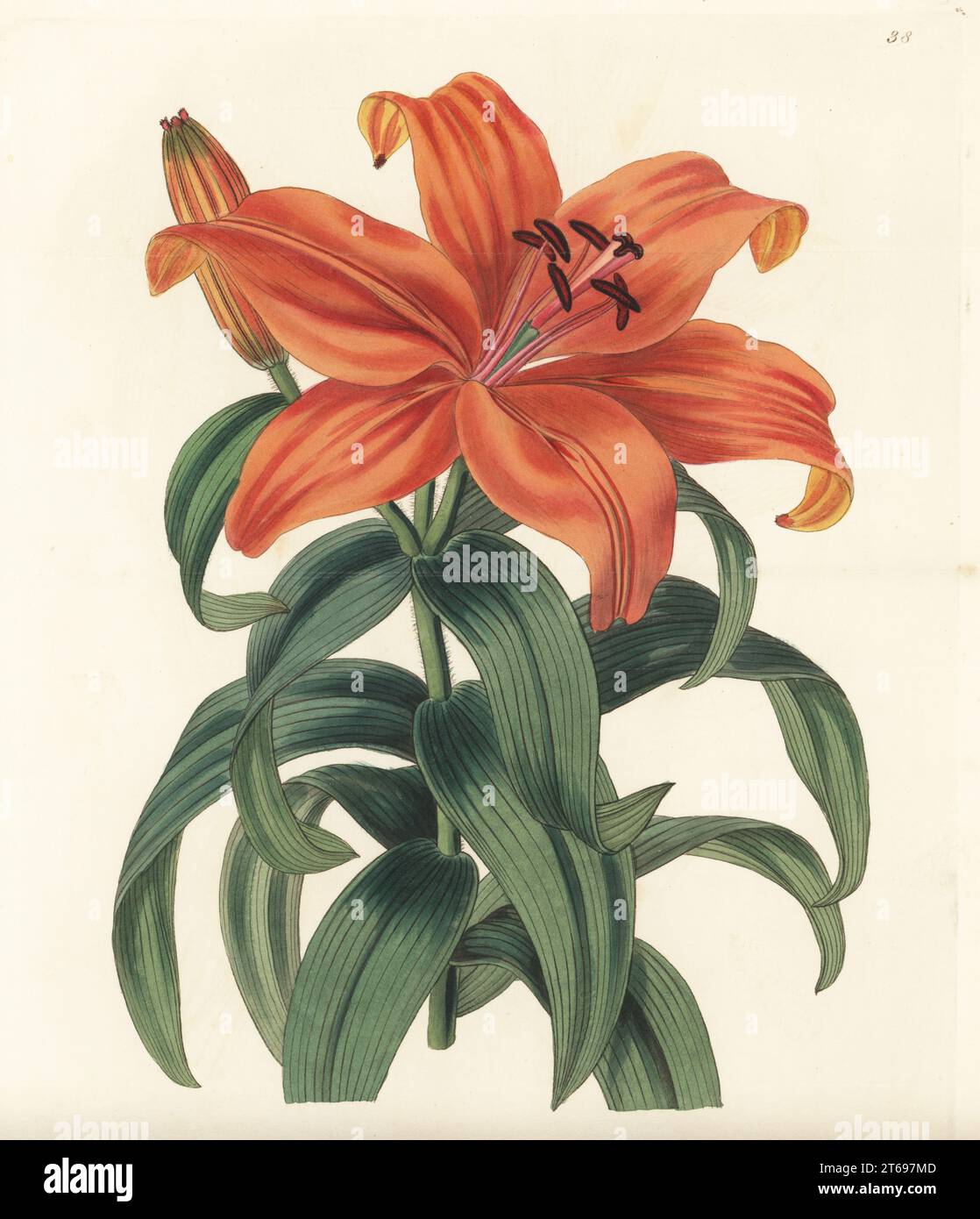 Japanese lily or sukashi yuri, Lilium maculatum var. maculatum. Thunberg's orange lily, Lilium thunbergianum. Native to Japan, introduced to Europe by German botanist Philipp Franz von Siebold. Handcoloured copperplate engraving by George Barclay after a botanical illustration by Sarah Drake from Edwards Botanical Register, edited by John Lindley, published by James Ridgway, London, 1839. Stock Photo