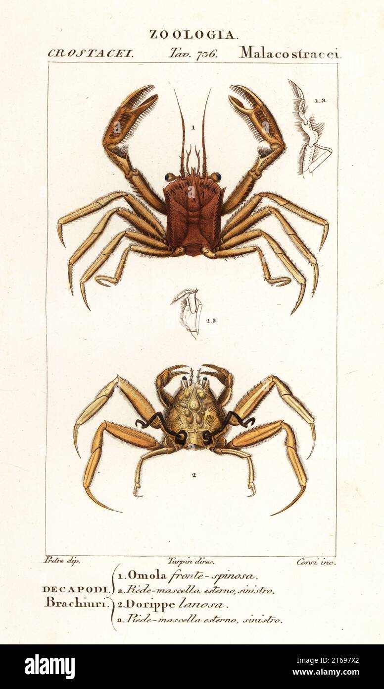 Carrier crab or porter crab, Homola barbata 1, and dorripd crab, Medorippe lanata 2. Omola fronte-spinosa, Dorippe lanosa. Handcoloured copperplate stipple engraving from Antoine Laurent de Jussieu's Dizionario delle Scienze Naturali, Dictionary of Natural Science, Florence, Italy, 1837. Illustration engraved by Corsi, drawn by Jean Gabriel Pretre and directed by Pierre Jean-Francois Turpin, and published by Batelli e Figli. Turpin (1775-1840) is considered one of the greatest French botanical illustrators of the 19th century. Stock Photo