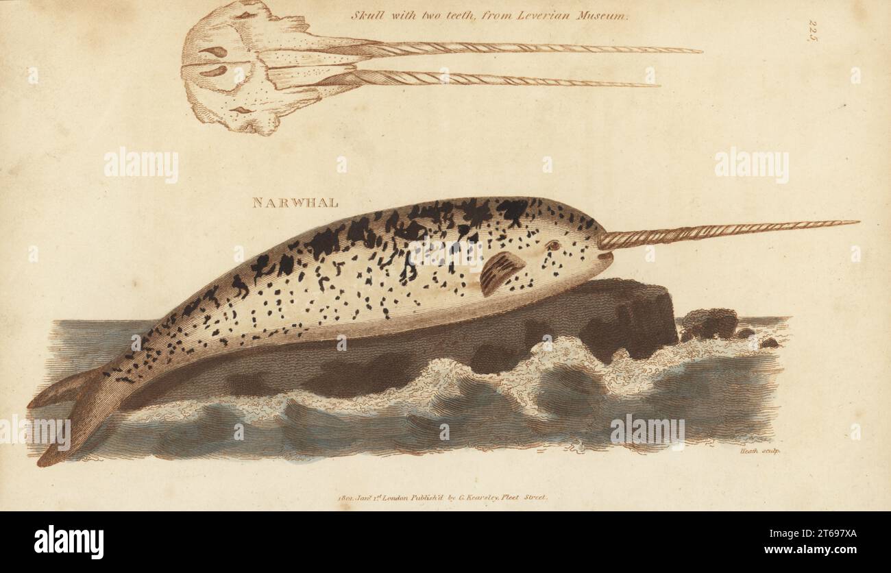 Horned whale or unicorn narwhal, Monodon monoceros. Skull with two teeth from the Leverian Museum. Handcoloured copperplate engraving by James Heath from George Shaws General Zoology: Mammalia, Thomas Davison, London, 1801. Stock Photo