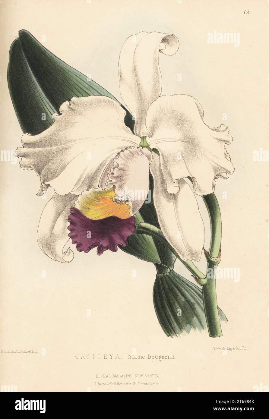 Flor de Mayo or Christmas orchid, Cattleya trianae. Native of New Grenada. As Cattleya Trianae-Dodgsonii, from the collection of R.B. Dodgson of Blackburn. Handcolored botanical illustration drawn and lithographed by Worthington George Smith from Henry Honywood Dombrain's Floral Magazine, New Series, Volume 2, L. Reeve, London, 1873. Lithograph printed by Vincent Brooks, Day & Son. Stock Photo