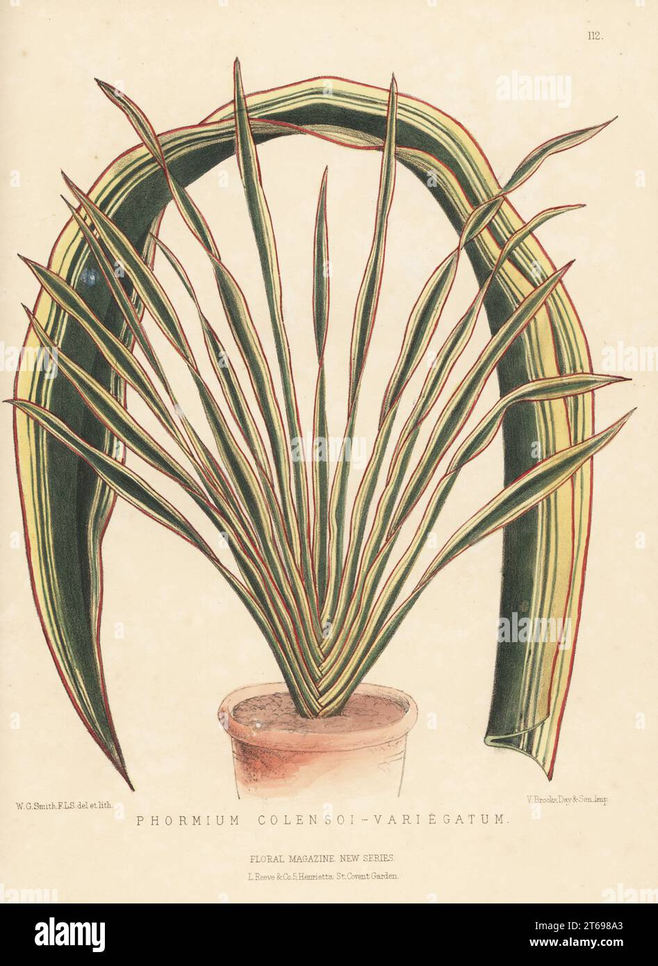Mountain flax or wharariki, Phormium colensoi, native to New Zealand. Imported by nurseryman William Bull, King's Road, Chelsea. As Phormium colensoi-variegatum. Handcolored botanical illustration drawn and lithographed by Worthington George Smith from Henry Honywood Dombrain's Floral Magazine, New Series, Volume 3, L. Reeve, London, 1874. Lithograph printed by Vincent Brooks, Day & Son. Stock Photo