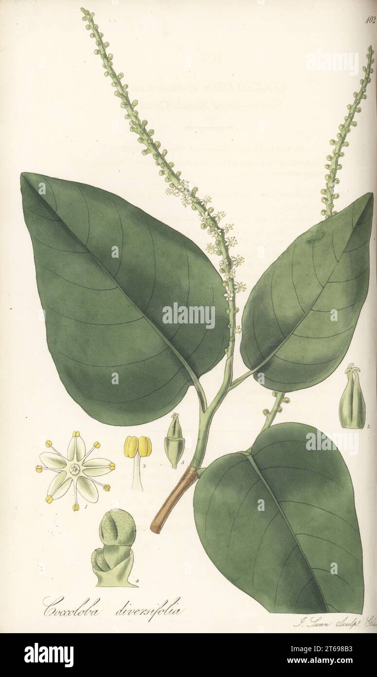 Pigeonplum tree, tietongue tree, or various-leaved seaside grape, Coccoloba diversifolia. Native to the West Indies, and received by John Shepherd at Liverpool Botanic Institution. Handcoloured copperplate engraving by Joseph Swan after a botanical illustration by William Jackson Hooker from his Exotic Flora, William Blackwood, Edinburgh, 1823-27. Stock Photo