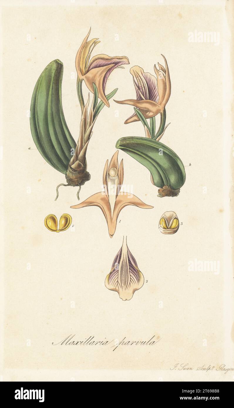Small maxillaria, Maxillaria parvula. Parasitic orchid native to Brazil, discovered by Arnold Harrison in the Organ Mountains, raised at orchid collector Mrs Elizabeth Harrison's garden at Aegsburgh (Aigburth), Liverpool. Handcoloured copperplate engraving by Joseph Swan after a botanical illustration by William Jackson Hooker from his Exotic Flora, William Blackwood, Edinburgh, 1827. Stock Photo