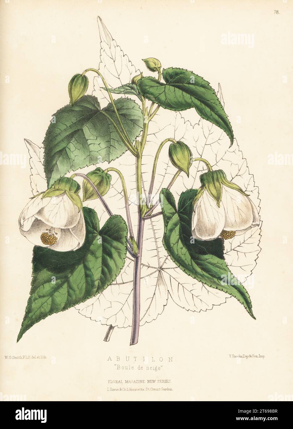 abutilon-hybrid-boule-de-neige-imported-from-france-by-mr-standish