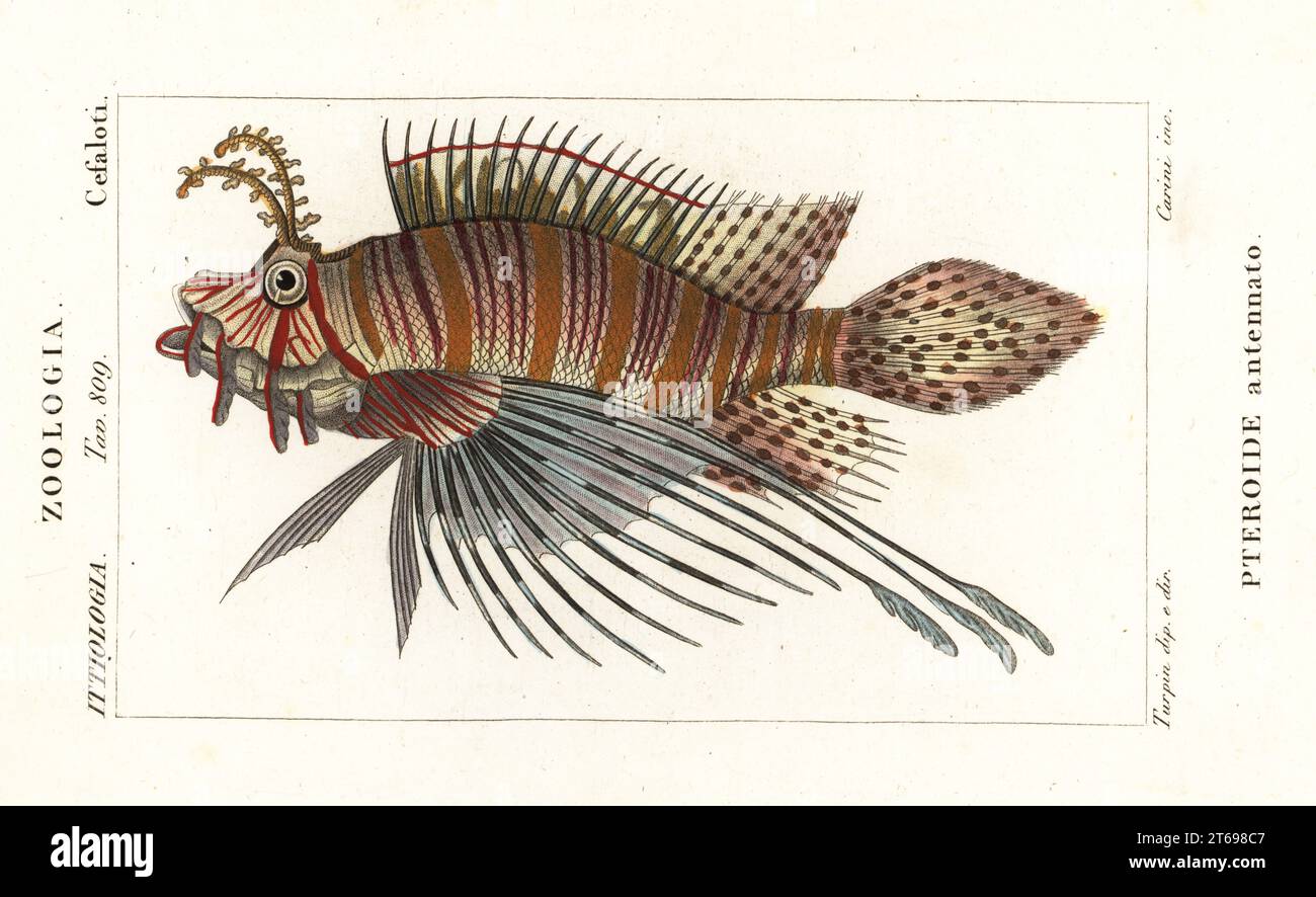 Spotfin lionfish or broadbarred firefish, Pterois antennata. Pteroide