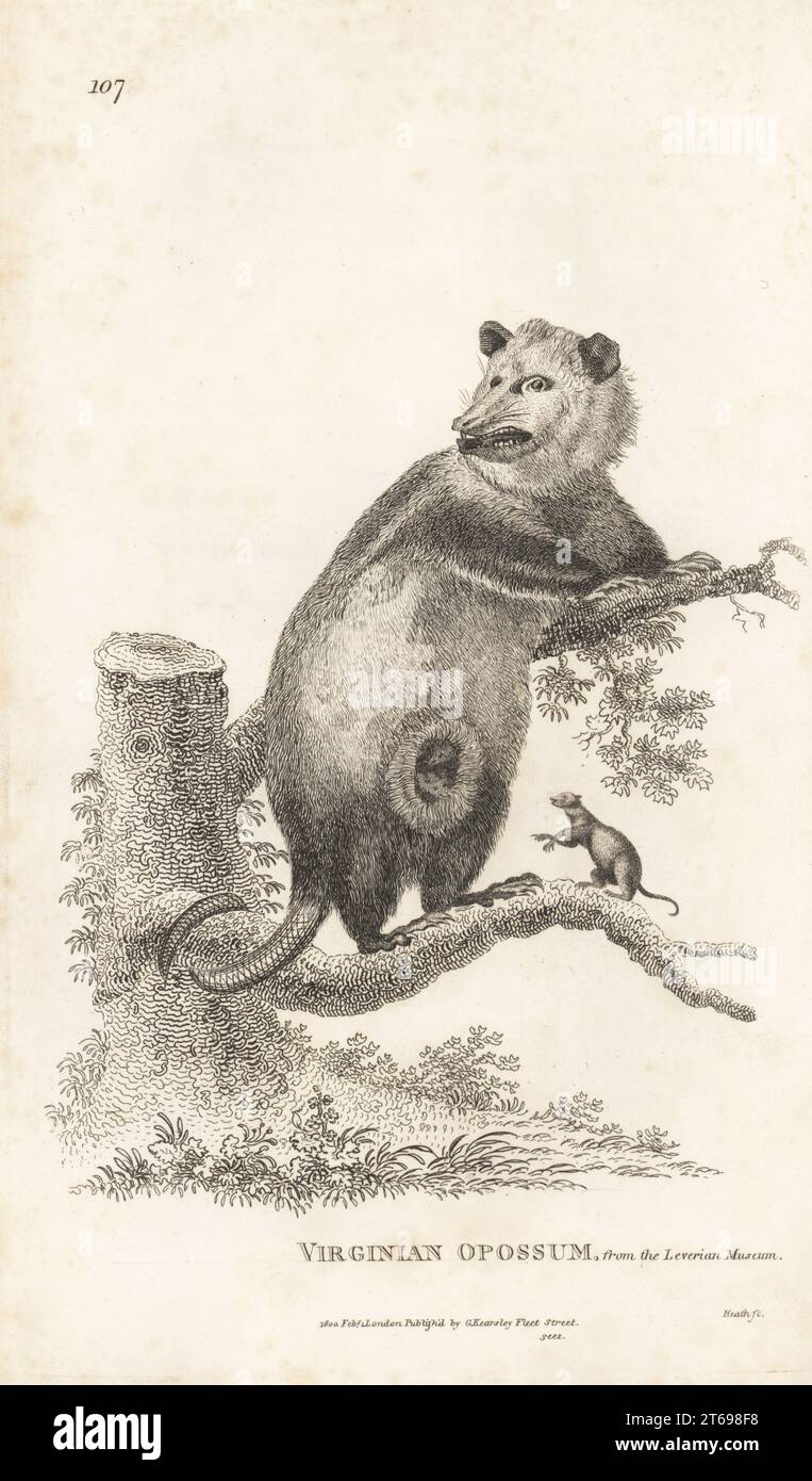 North American opossum or Virginian opossum with young, Didelphis virginiana. After an illustration by Charles Reuben Ryley in Museum Leverianum. Copperplate engraving by James Heath from George Shaws General Zoology: Mammalia, G. Kearsley, Fleet Street, London, 1800. Stock Photo