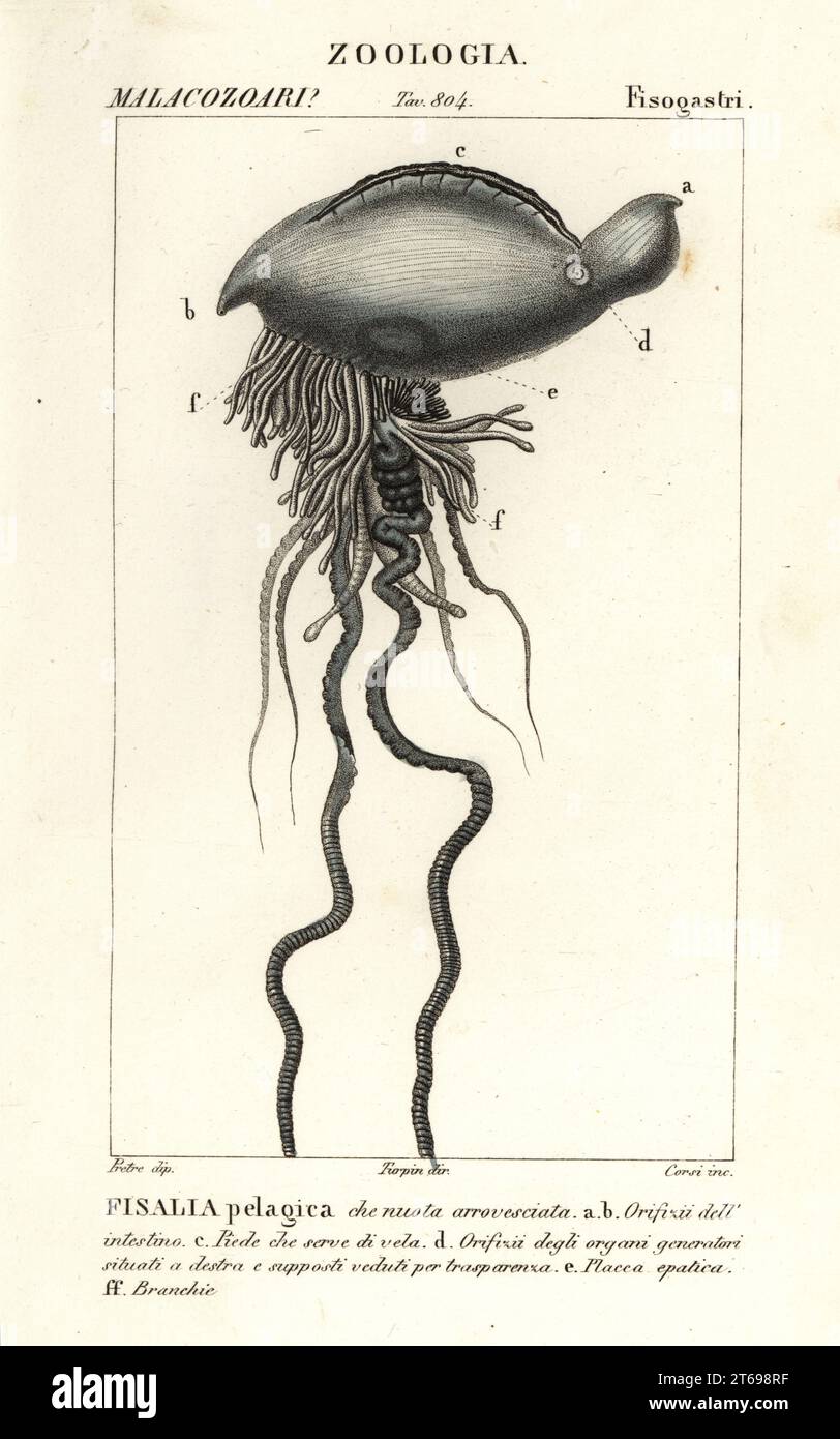 Portuguese man o' war, Physalia physalis (Fisalia pelagica). Handcoloured copperplate stipple engraving from Antoine Laurent de Jussieu's Dizionario delle Scienze Naturali, Dictionary of Natural Science, Florence, Italy, 1837. Illustration engraved by Corsi, drawn by Jean Gabriel Pretre and directed by Pierre Jean-Francois Turpin, and published by Batelli e Figli. Turpin (1775-1840) is considered one of the greatest French botanical illustrators of the 19th century. Stock Photo